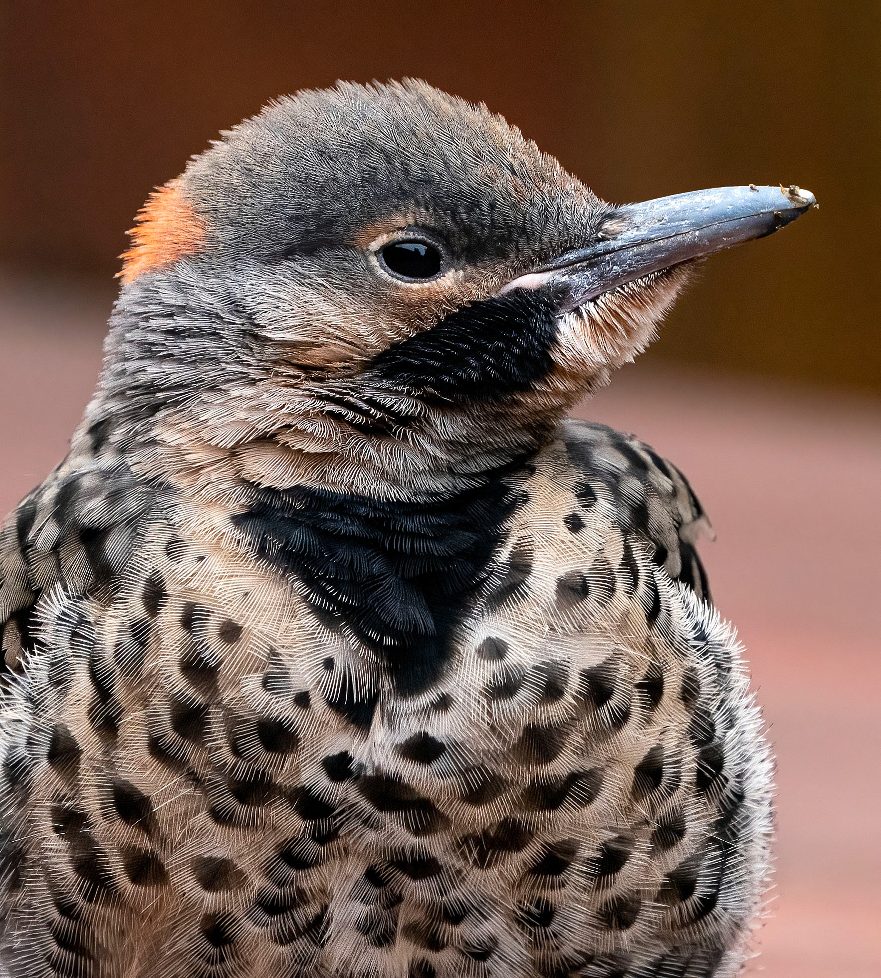 This male Northern Flicker fledgling dropped in for a short visit on our deck. (Springfield, VA)