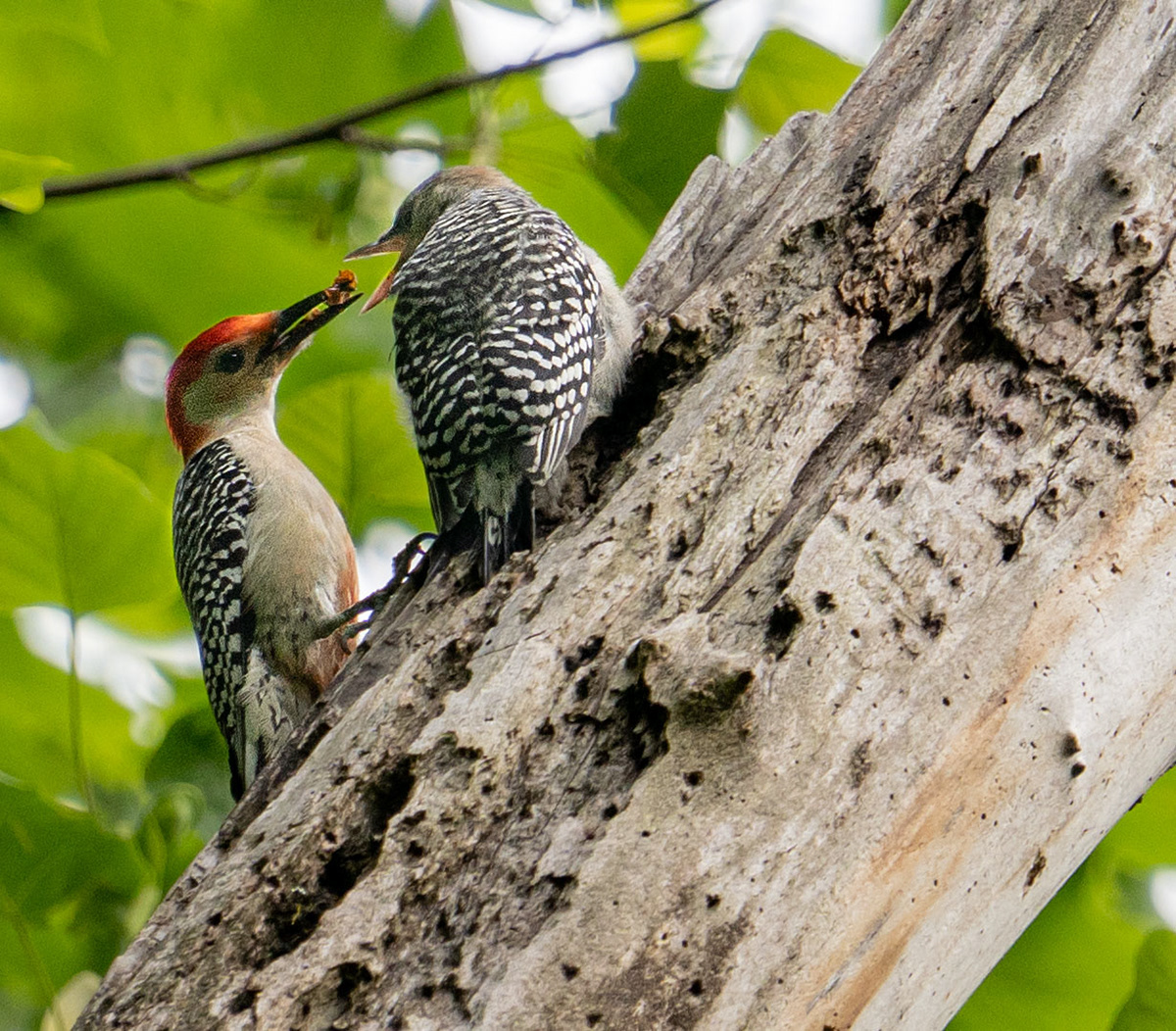 Two weeks after the encounter the fledgling has left the nest and is offered an insect meal by its father.
