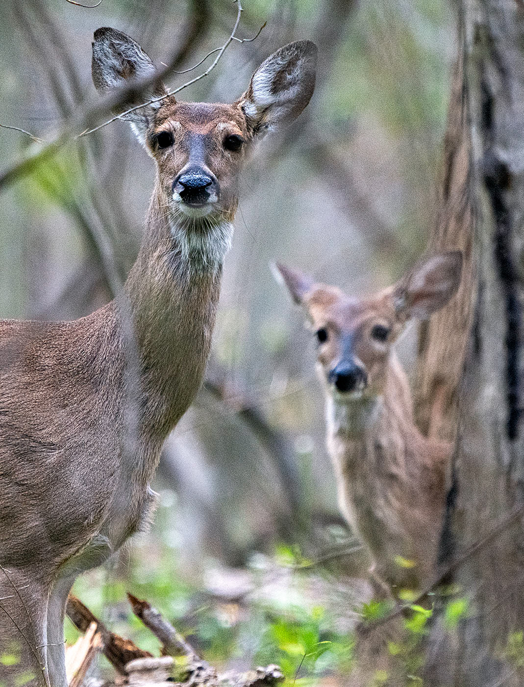 Alert White Tail Deer. (Springfield, VA)