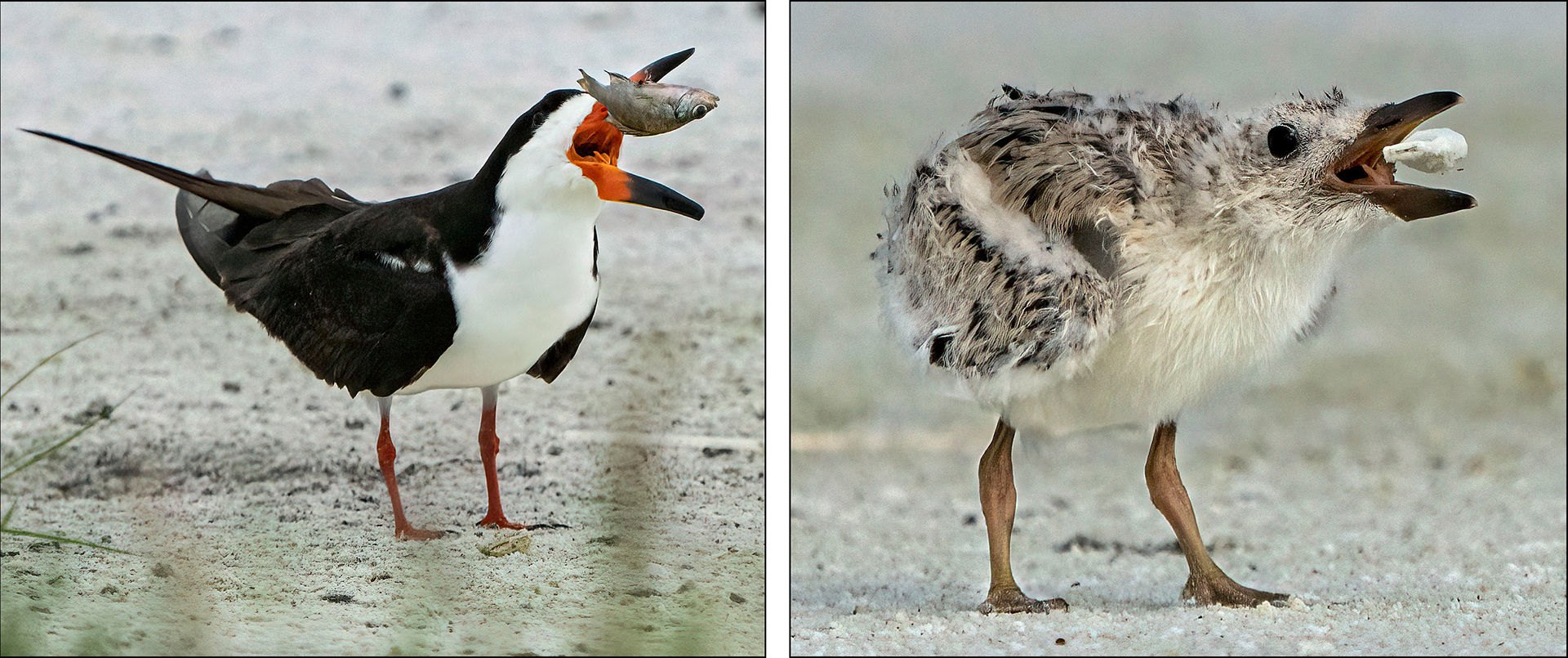 Black Skimmer adult demonstrates how to flip a small fish for eating and a small chick practices with a plastic cigarillo tip. (Lido Key, FL)