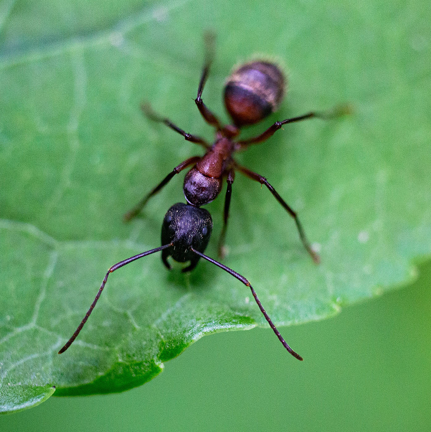 A Carpenter Ant forages on a leaf. (Springfield, VA)