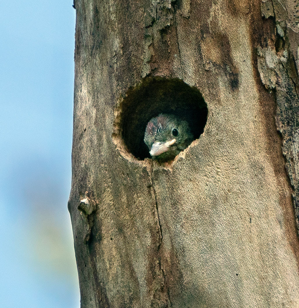 A full week after the Starling attack, a Red-belly chick makes an appearance.