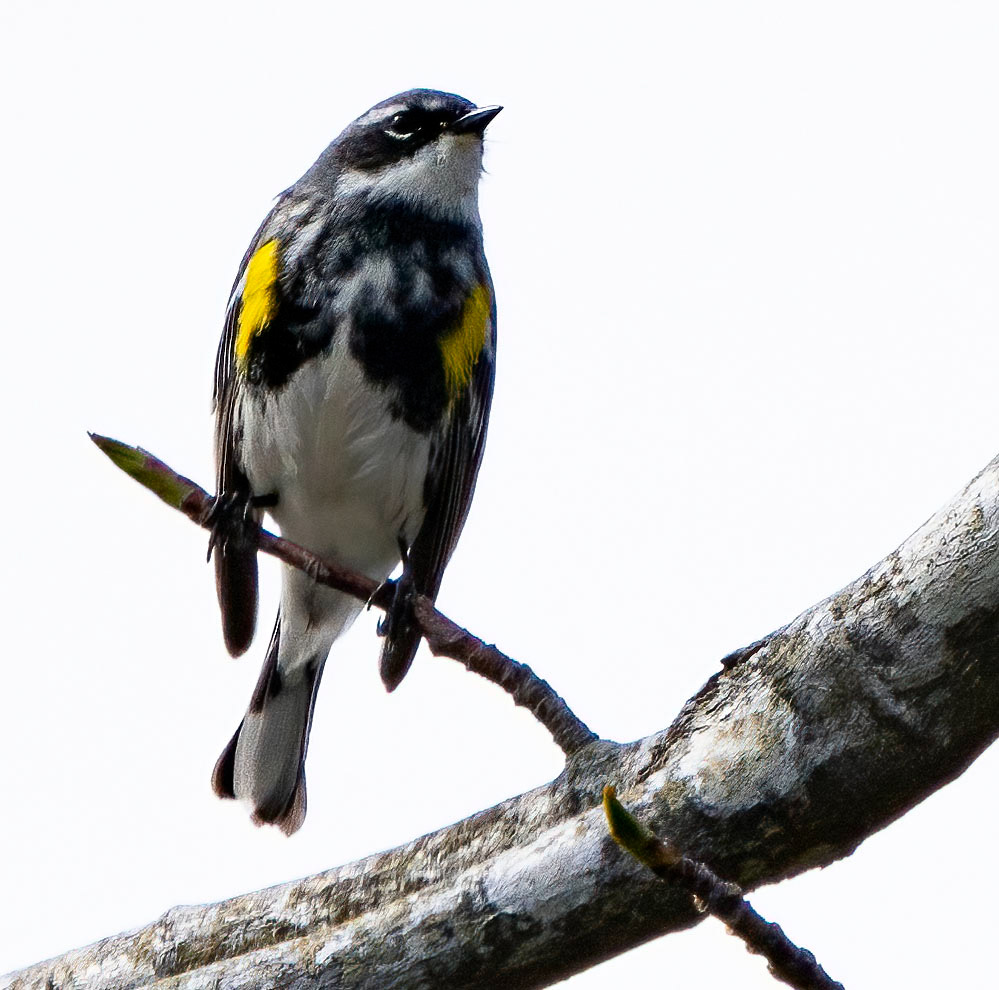 A male Yellow-rumped Warbler sings a mating call. (Chincoteague National Wildlife Refuge, VA.)