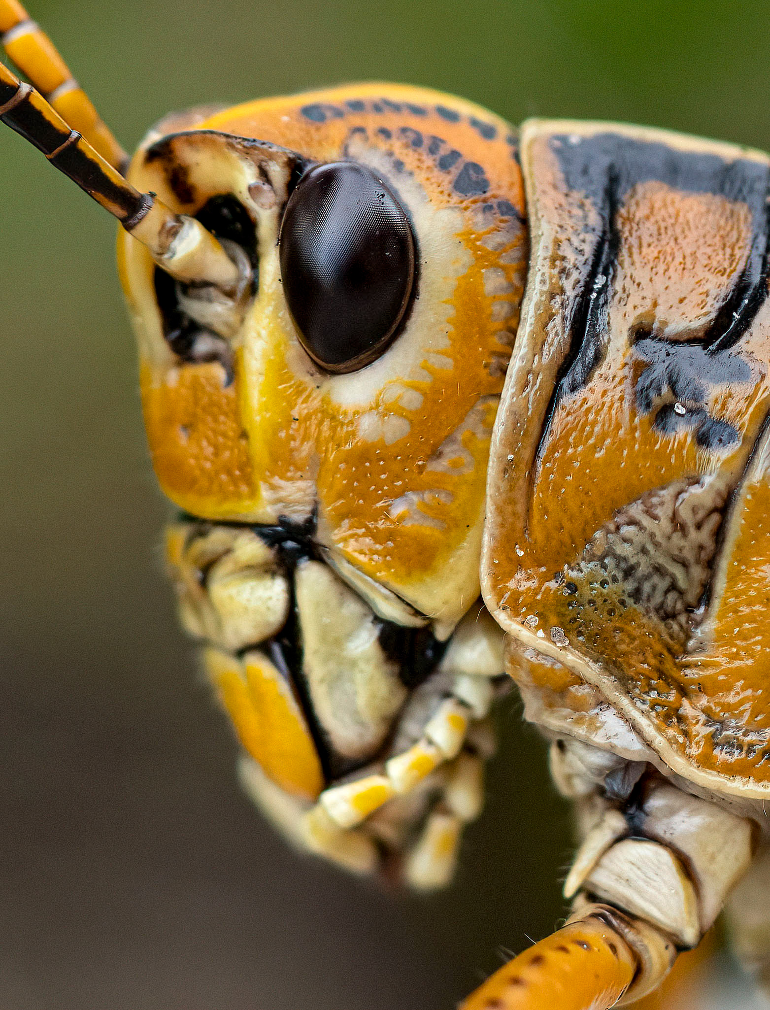 Eastern Lubber Grasshopper portrait. (Bradenton, FL)