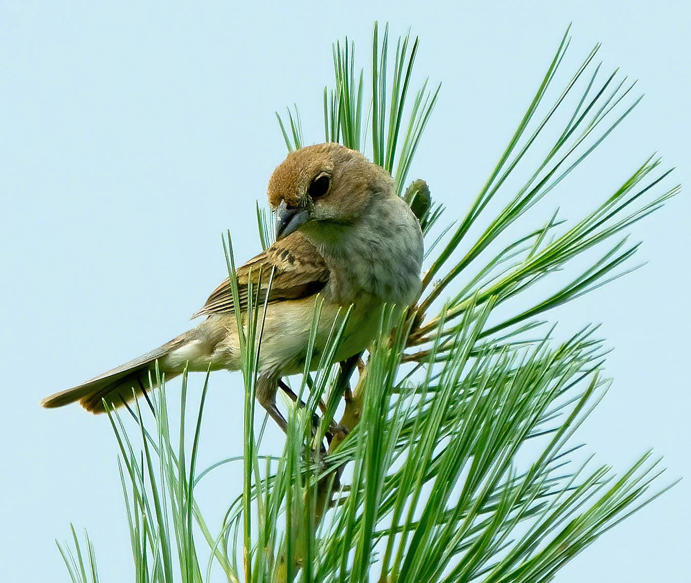 A juvenile Indigo Bunting hunts in the top of a pine tree. (Shenandoah National Park, VA)