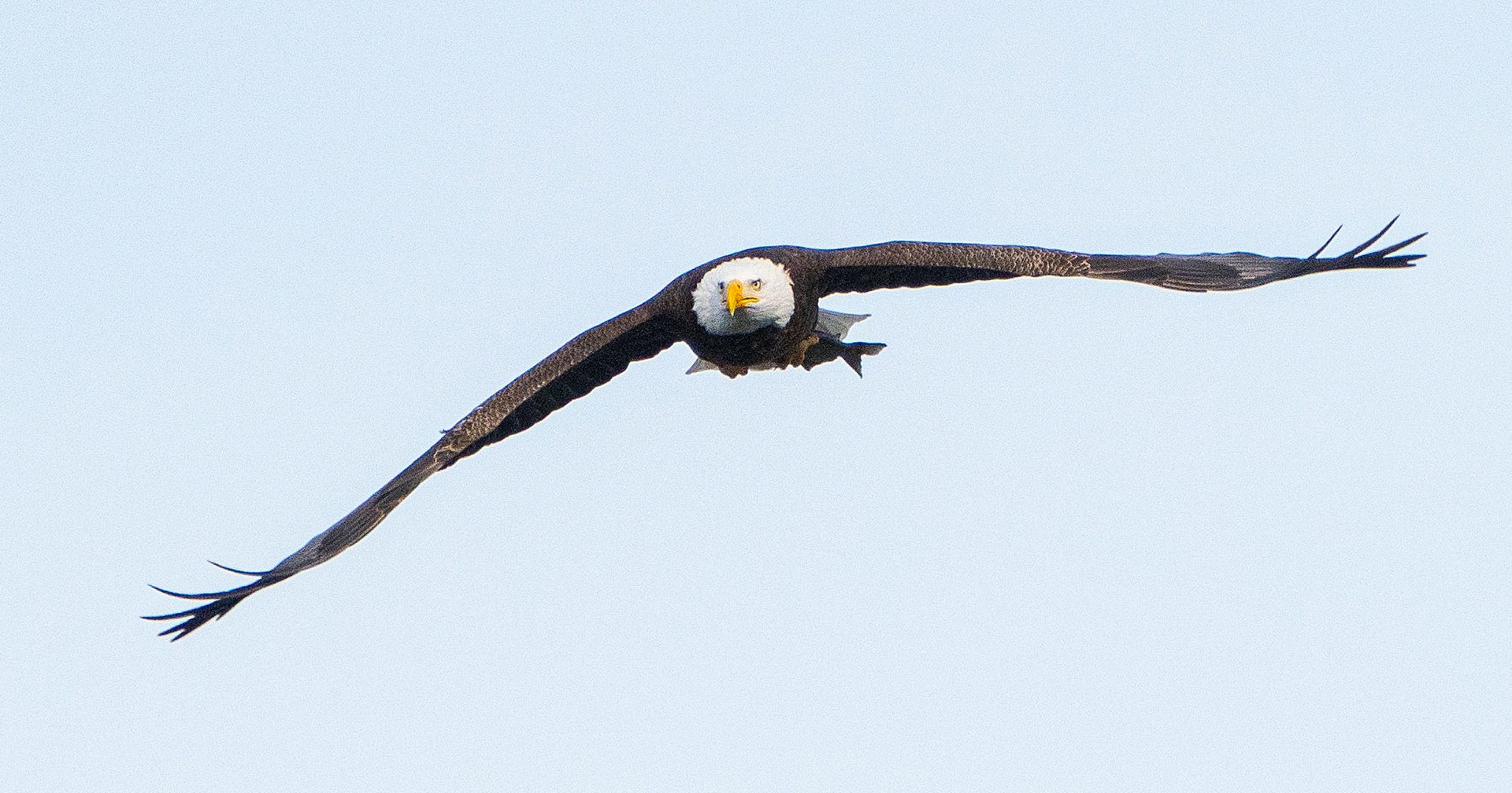 A Bald Eagle carries its meal to a secure location. (Conowingo, MD)