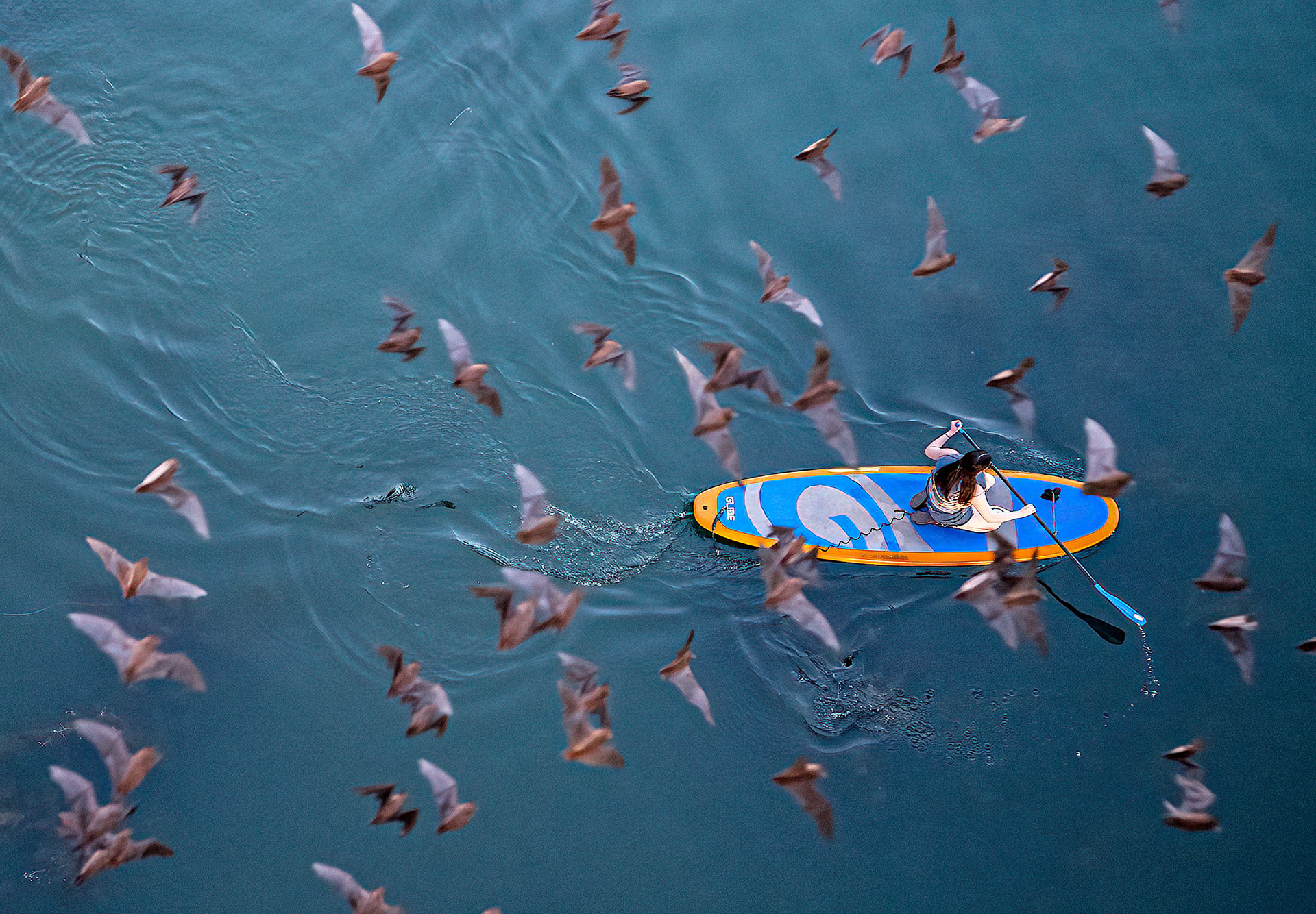 A paddleboarder makes her way across the Colorado River as Mexican Free-tailed Bats head out for their evening feeding. (Austin, TX)