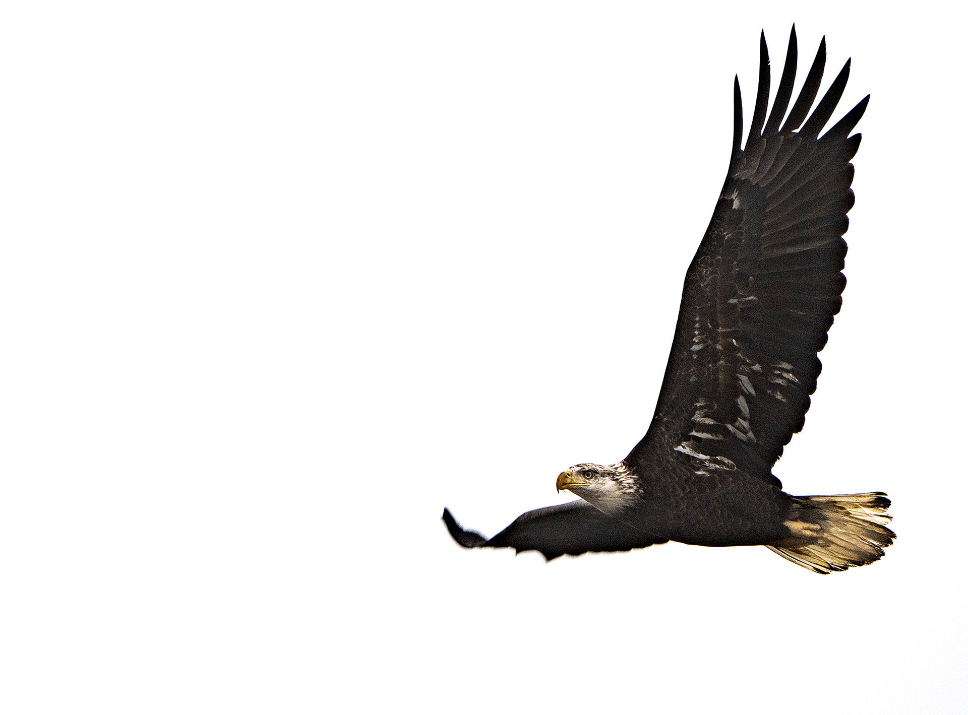 A young Bald Eagle in the foggy morning sky. (Alexandria, VA)