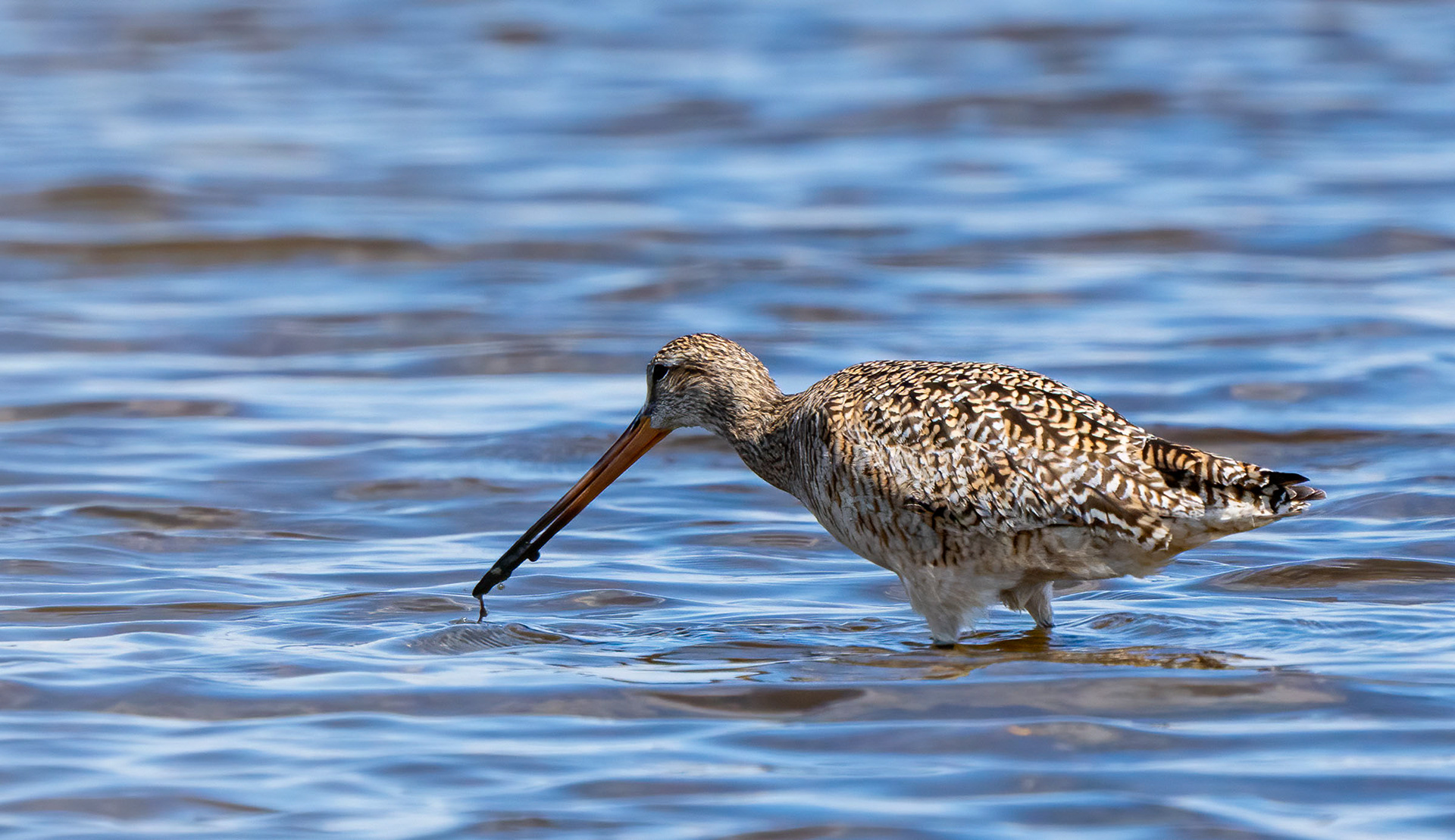 A Marbled Godwit hunts for a meal. (Chincoteague National Wildlife Refuge, VA)