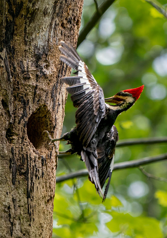 The father returns to the nest.