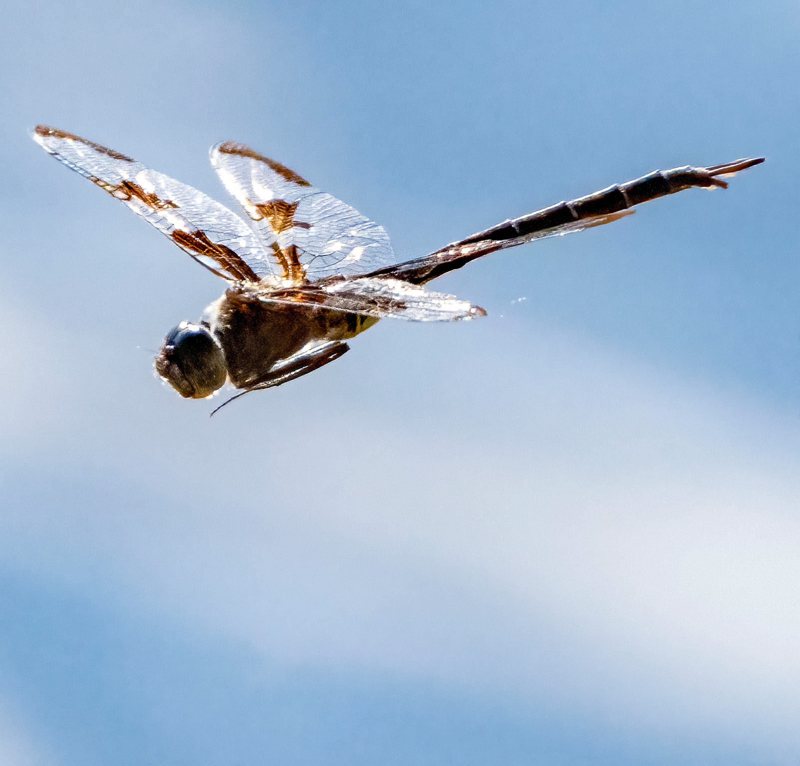 A dragonfly hunts on the wing. (Bradenton, FL)