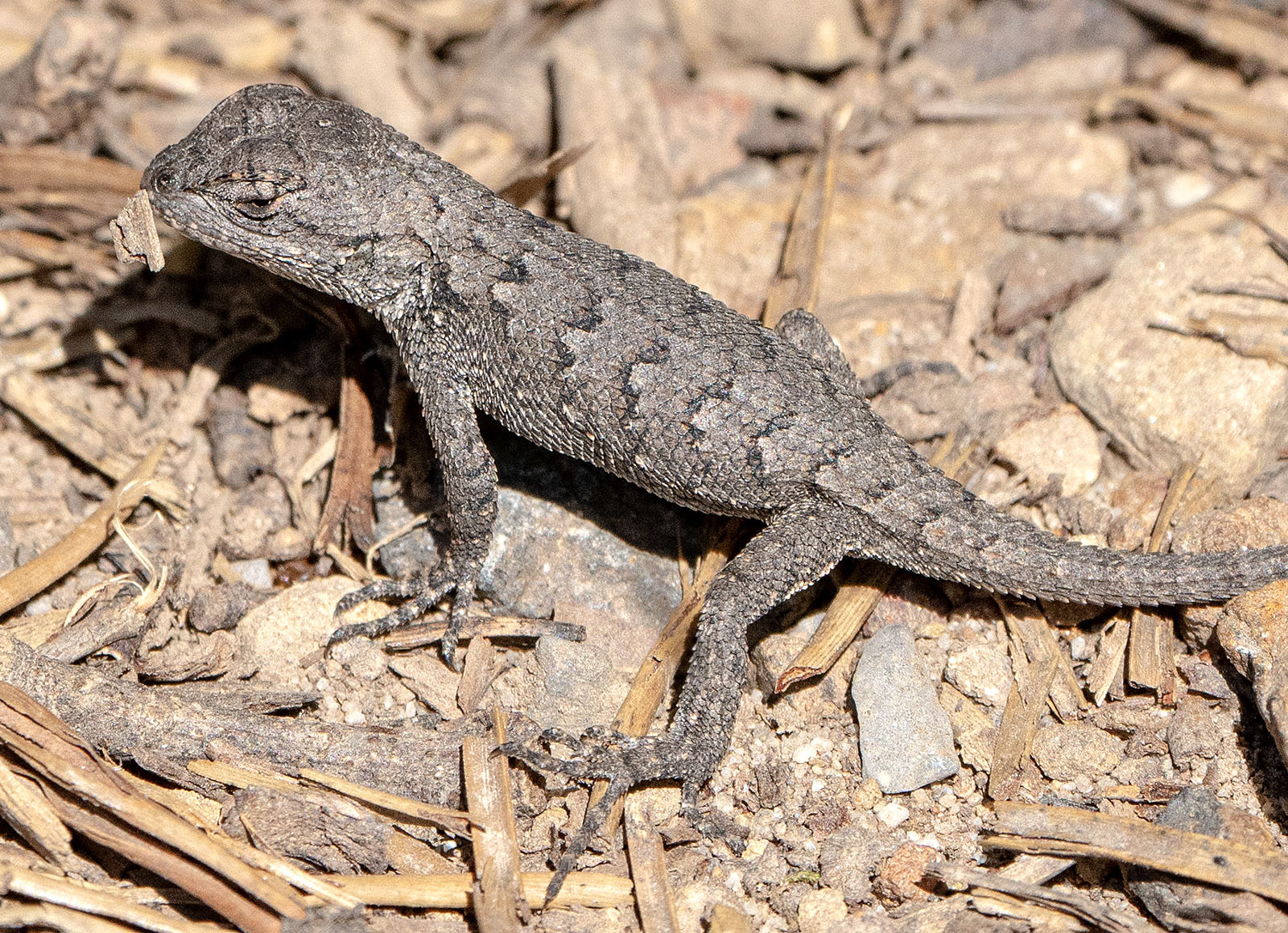 A Northern Fence Lizard works on getting a wood chip unstuck from its mouth. (Lost River State Park, WV)