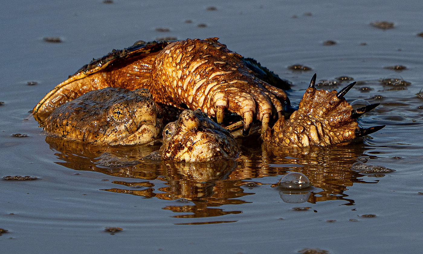 Third rate romance, low rent rendezvous, Common Snapping Turtle style. (Alexandria, VA)