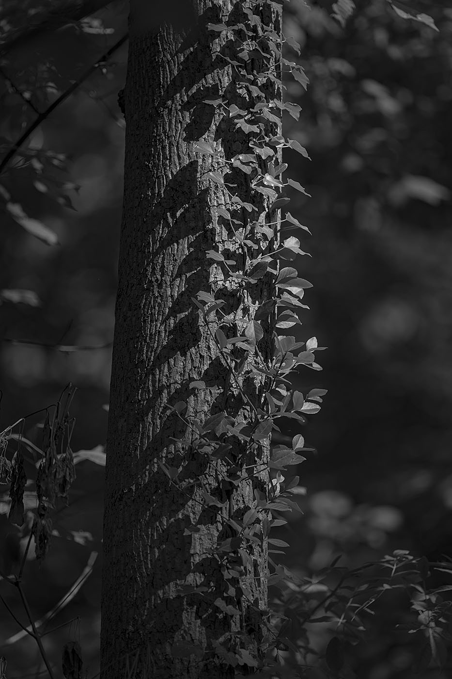 English Ivy grows on a tree trunk in the spotlight of afternoon sun. (Springfield, VA)