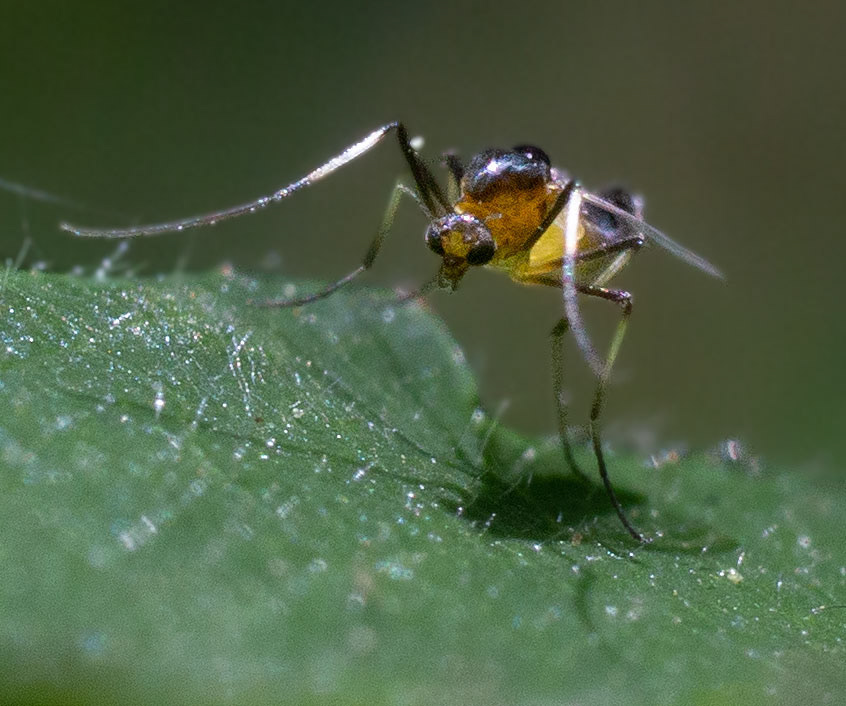 A gnat on a wild blackberry leaf. (Springfield, VA)