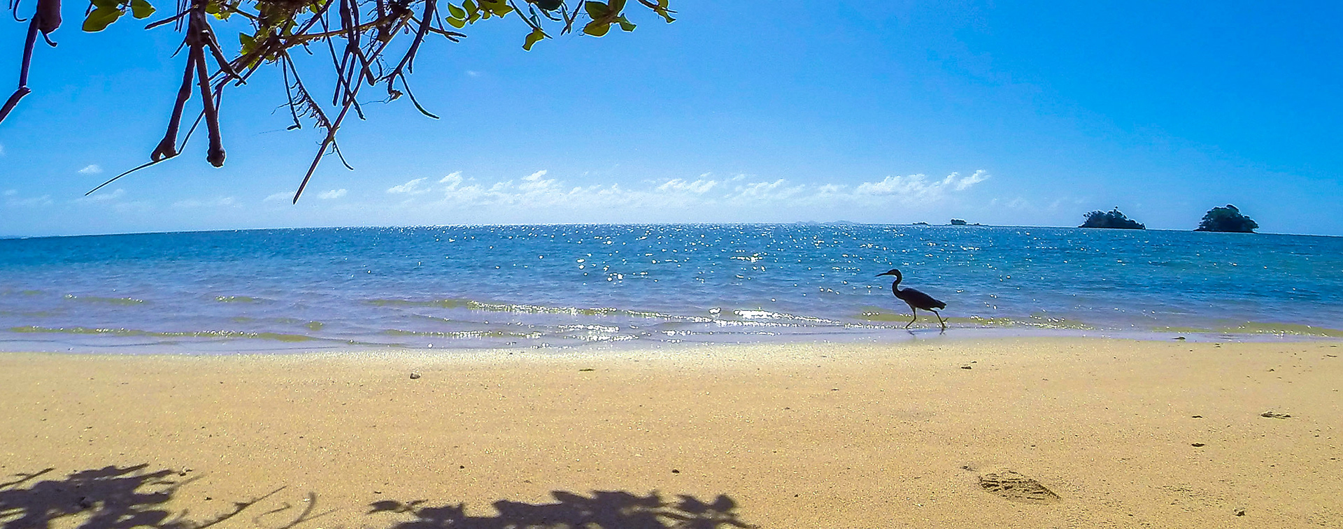 A heron takes a stroll down the beach. (Taveuni Island, Fiji)
