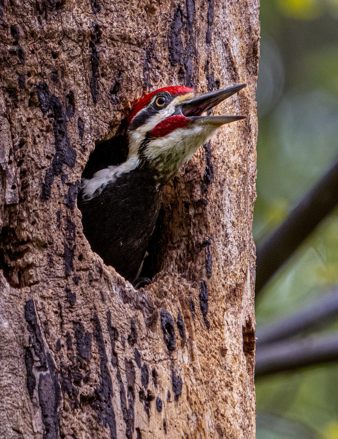 When I first encountered the woodpeckers they worked in tandem to prepare the nest. After its shift whichever bird was in the nest would call out for the other to return.