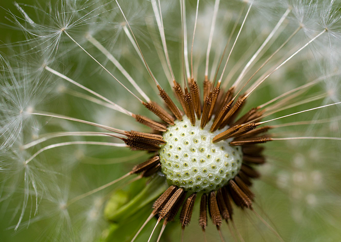 A partly exposed Dandelion seedhead, the result of natural shedding in a breeze (Springfield, VA)