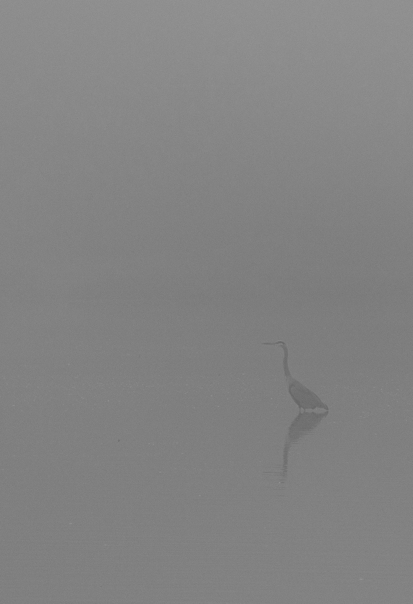 A Great Blue Heron hunts.