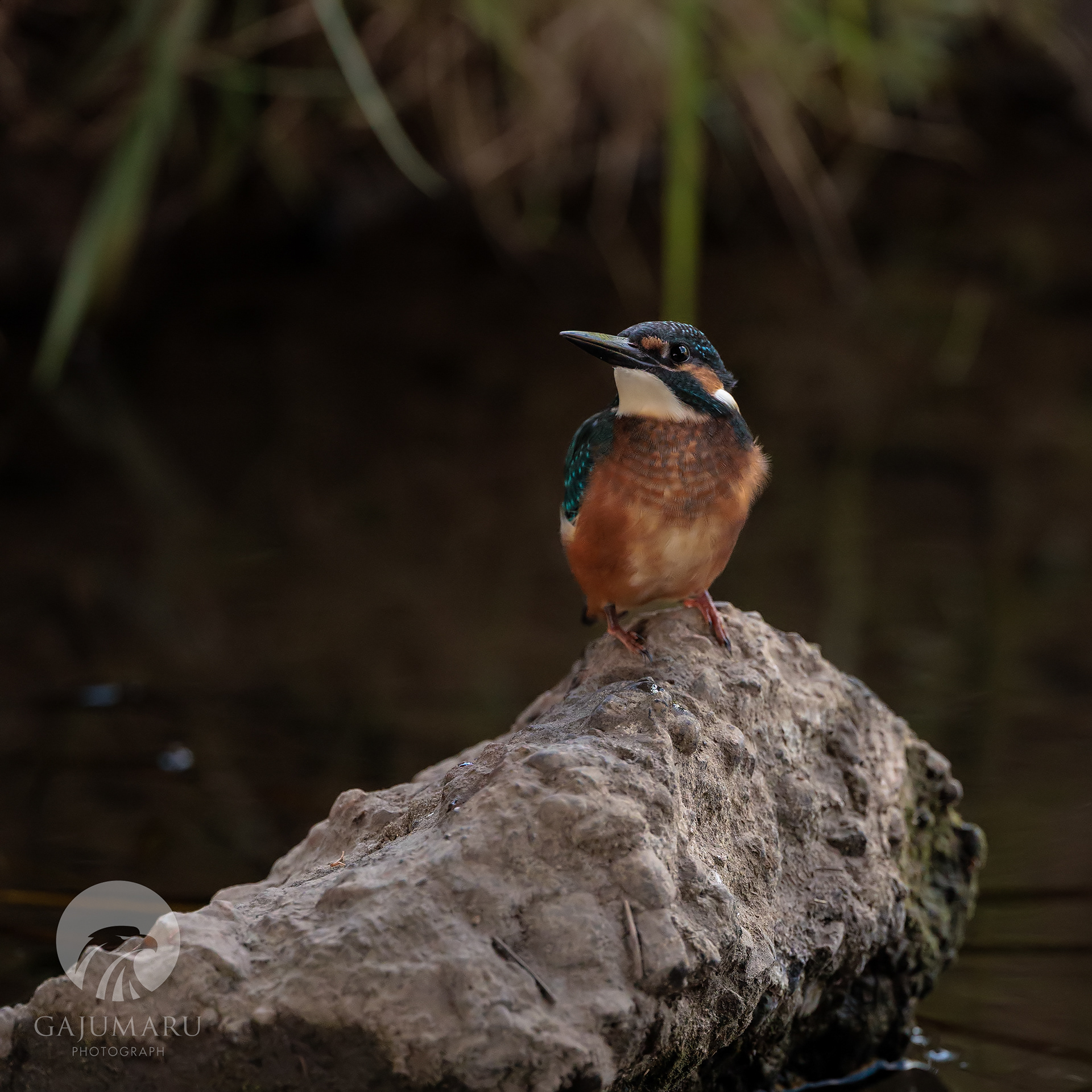 どや顔のカワセミ幼鳥