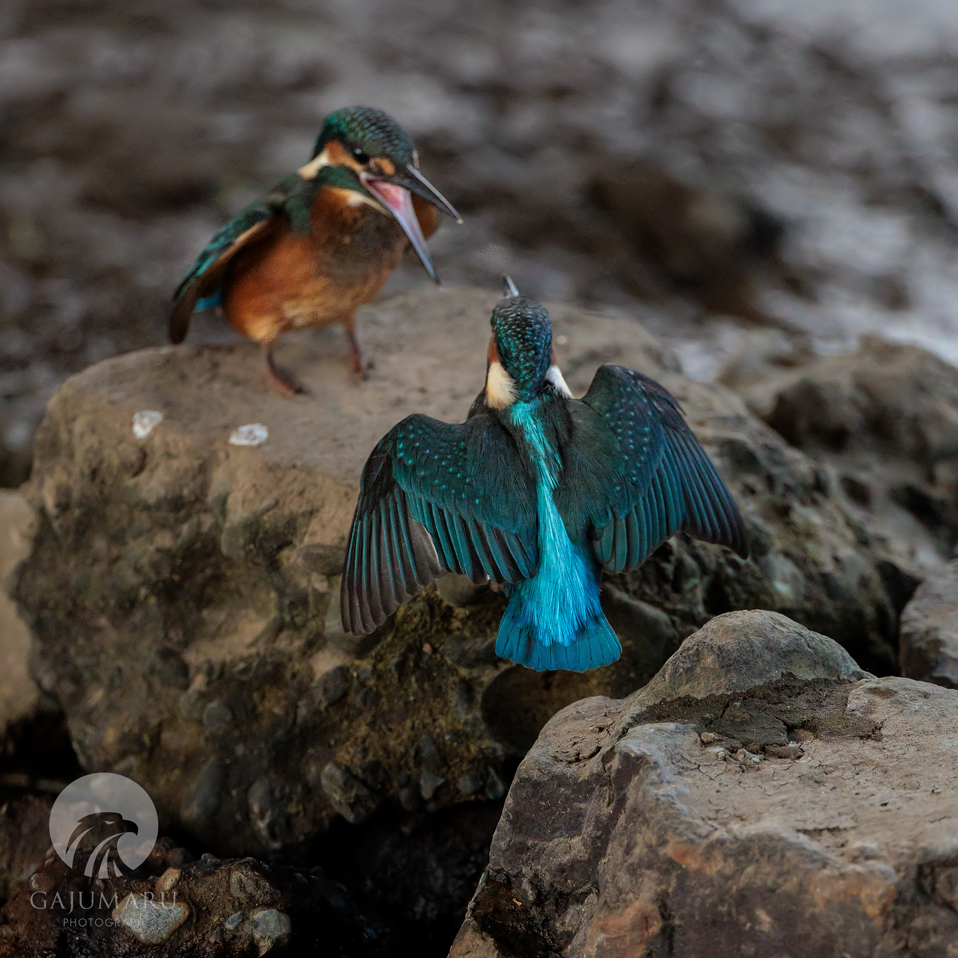 カワセミ幼鳥の兄弟げんかと餌取