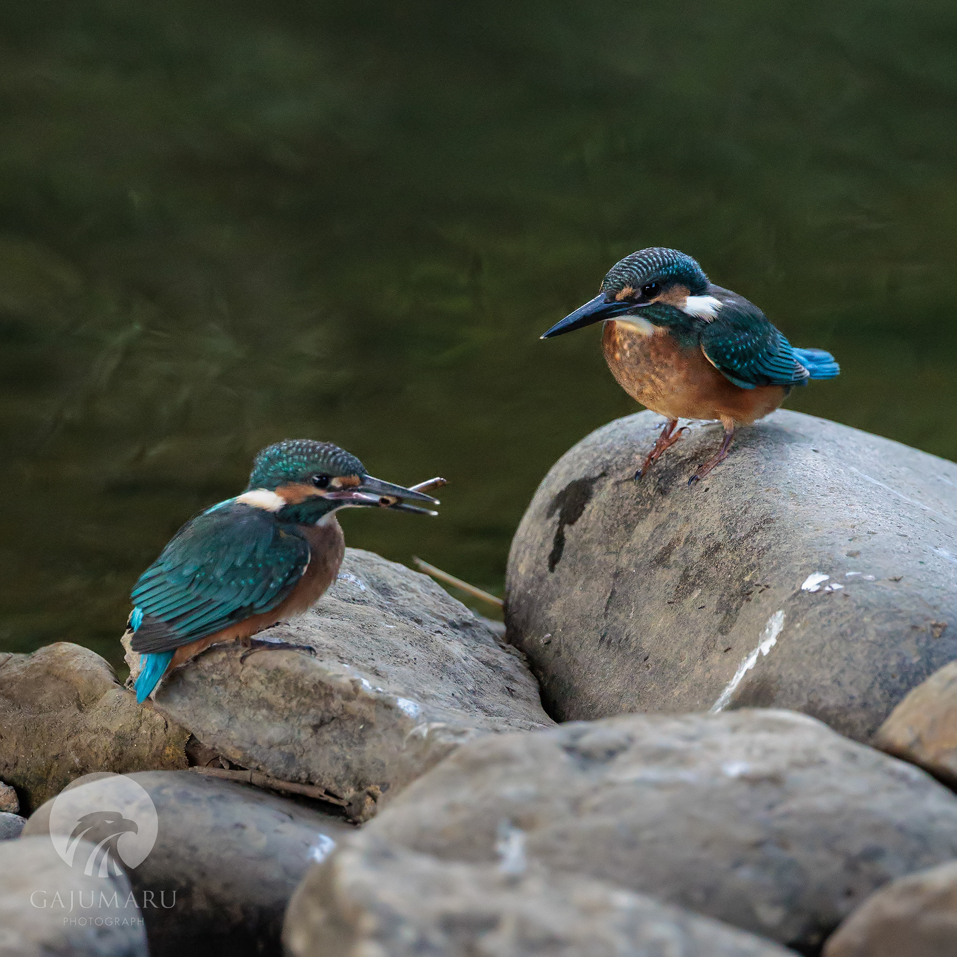 カワセミ幼鳥の兄弟げんかと餌取