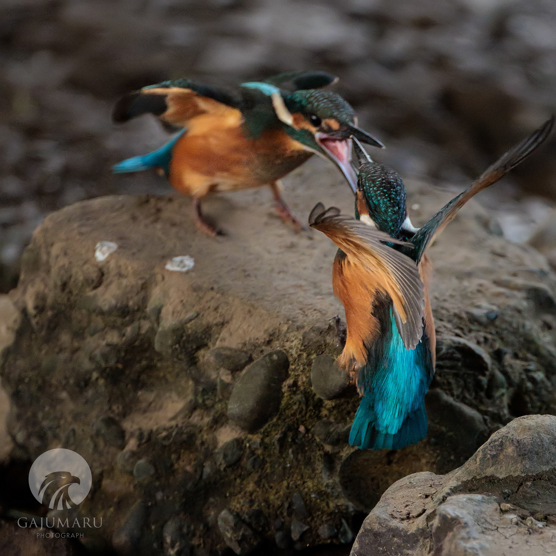 カワセミ幼鳥の兄弟げんかと餌取