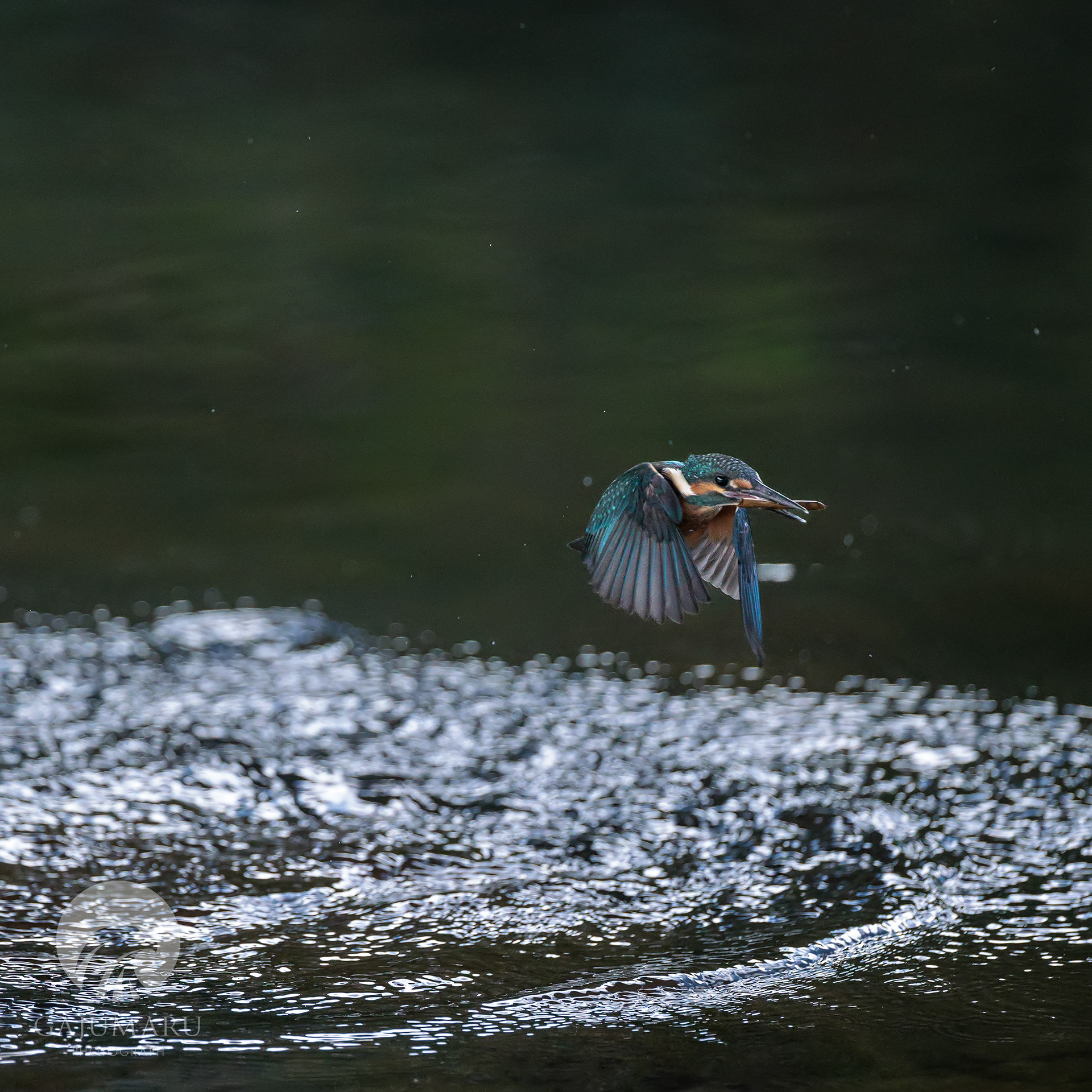 カワセミ幼鳥の兄弟げんかと餌取