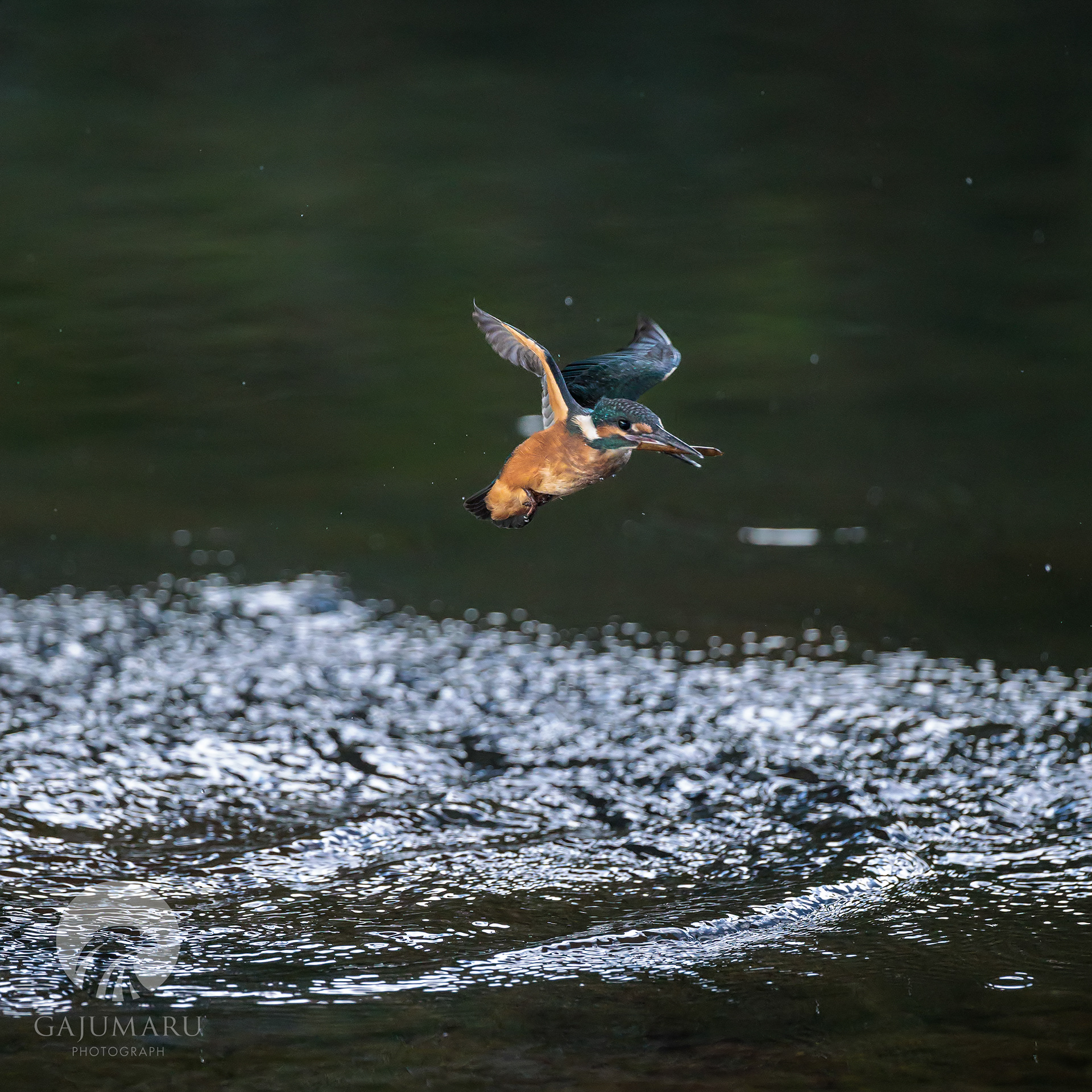 カワセミ幼鳥の兄弟げんかと餌取