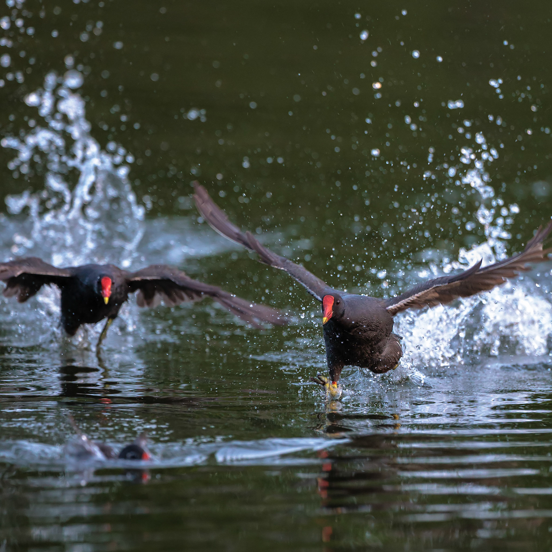 New Photos Gbabynet Blind Photography Of Nature And Wildlife 2629 広袴公園