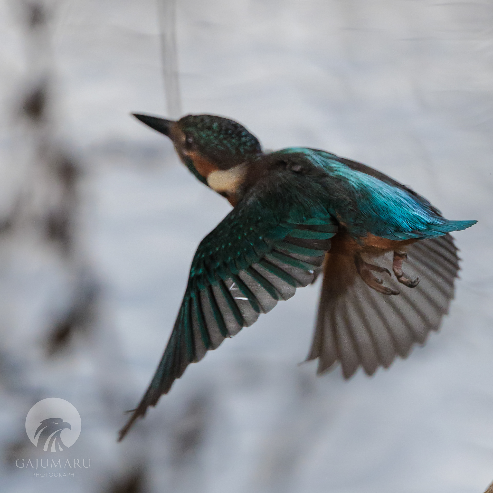 カワセミ幼鳥の兄弟げんかと餌取