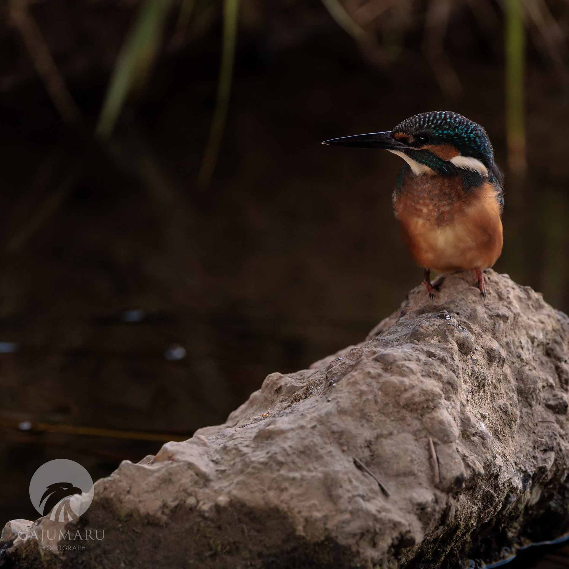 どや顔のカワセミ幼鳥