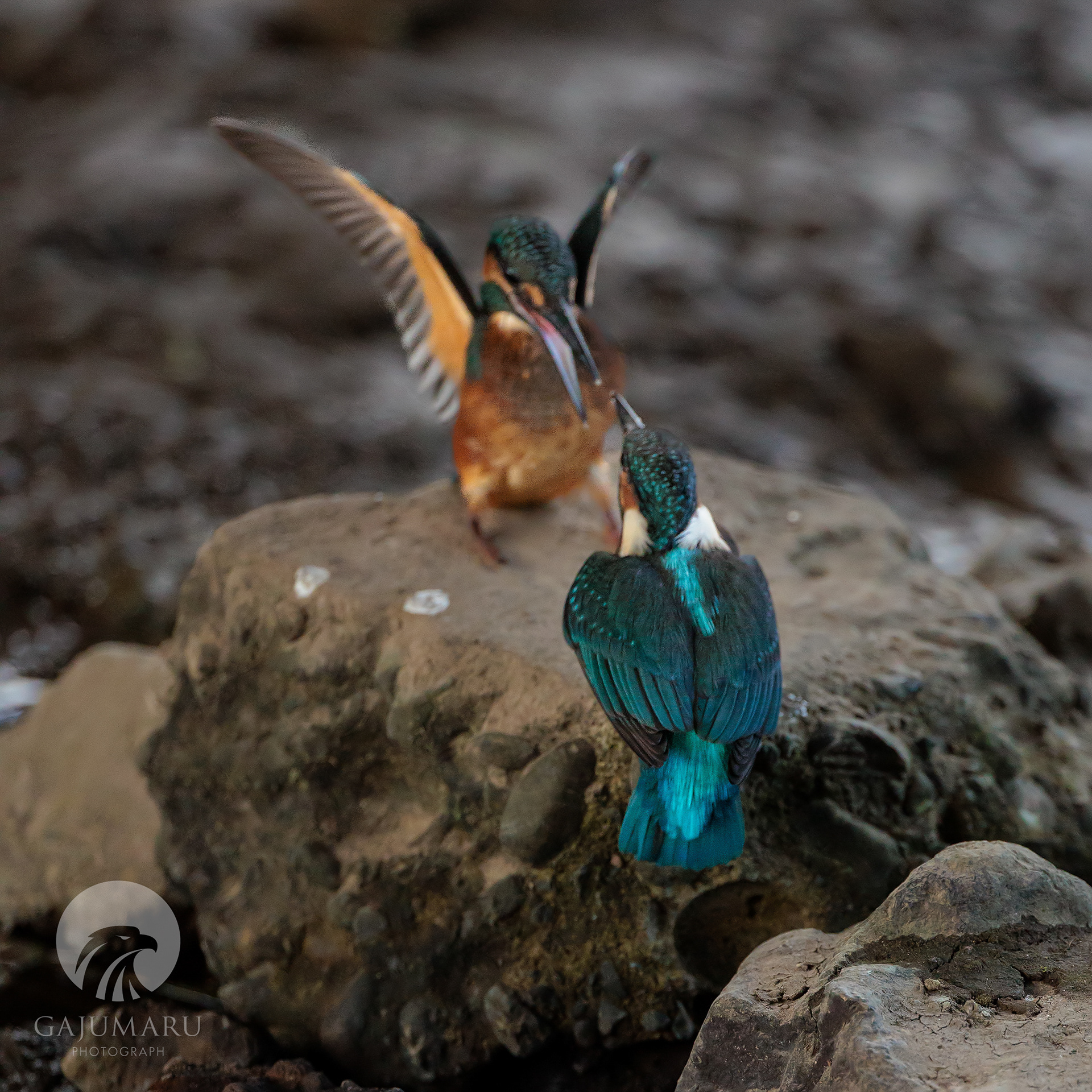 カワセミ幼鳥の兄弟げんかと餌取