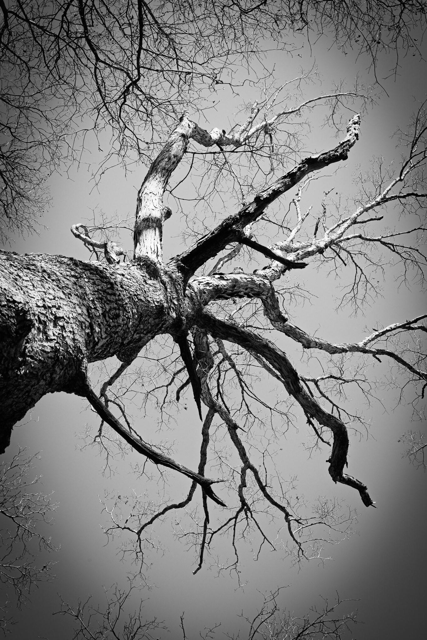 The Witness Tree Treetop