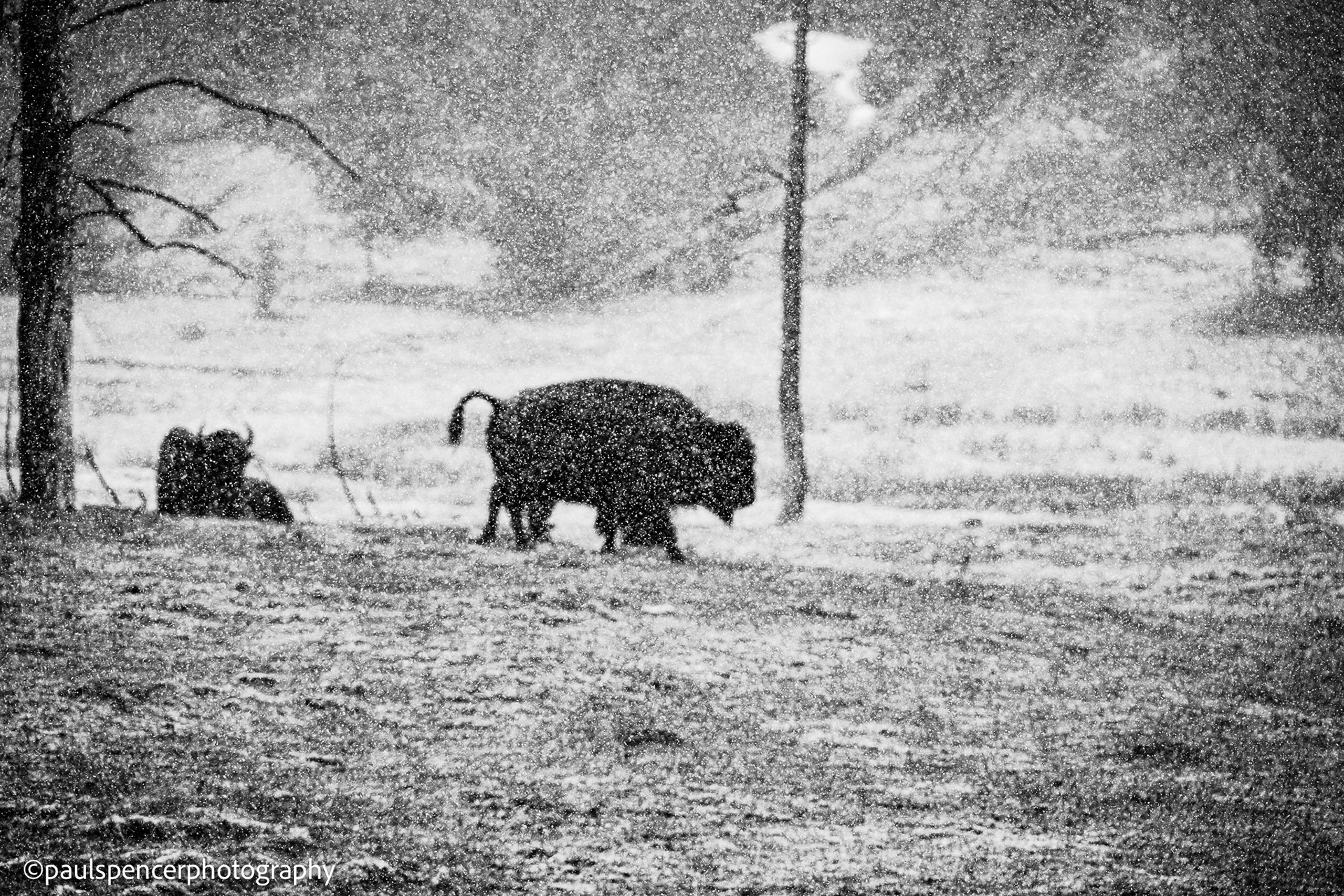 Two Bisons In Snowstorm