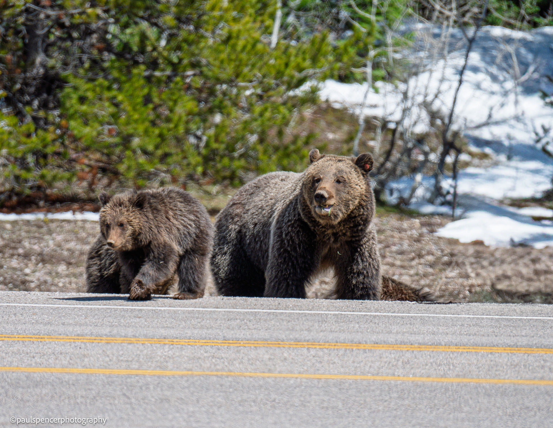 Sow And Cubs Crossing The Road