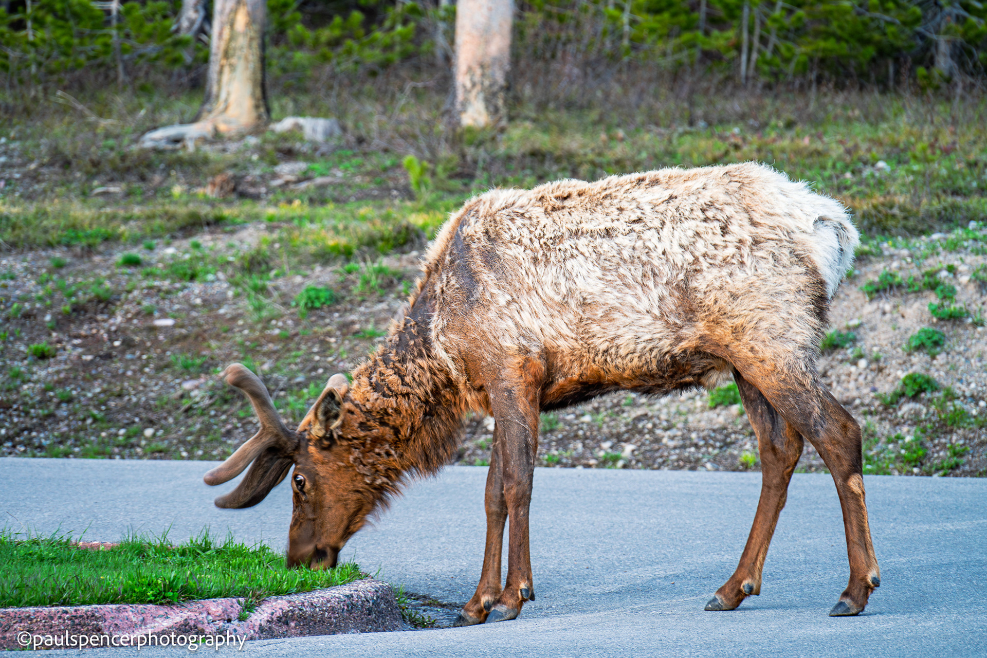 Elk Grazing In Parking Lot