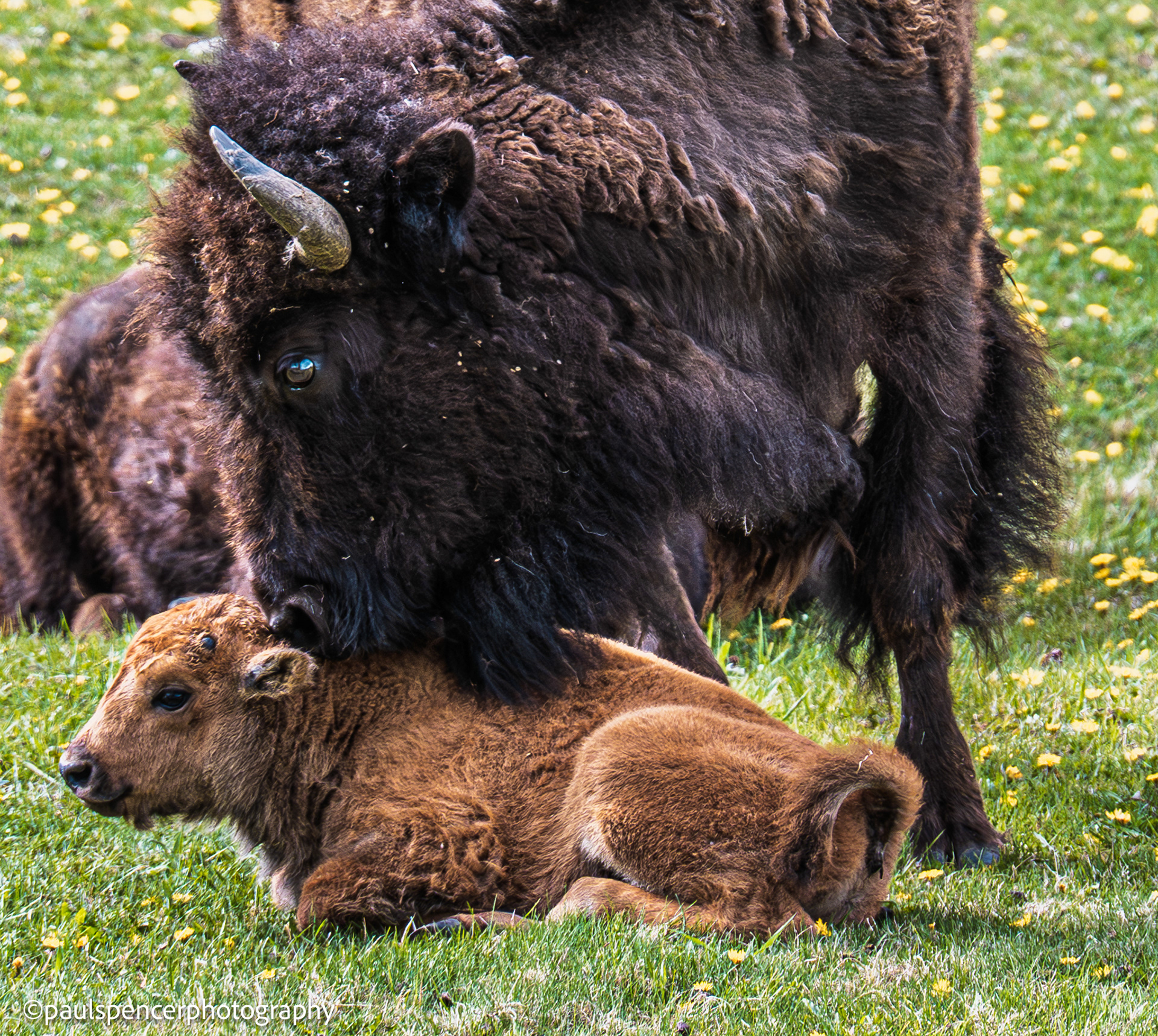 Bison With Red Dog(Bison Calf)