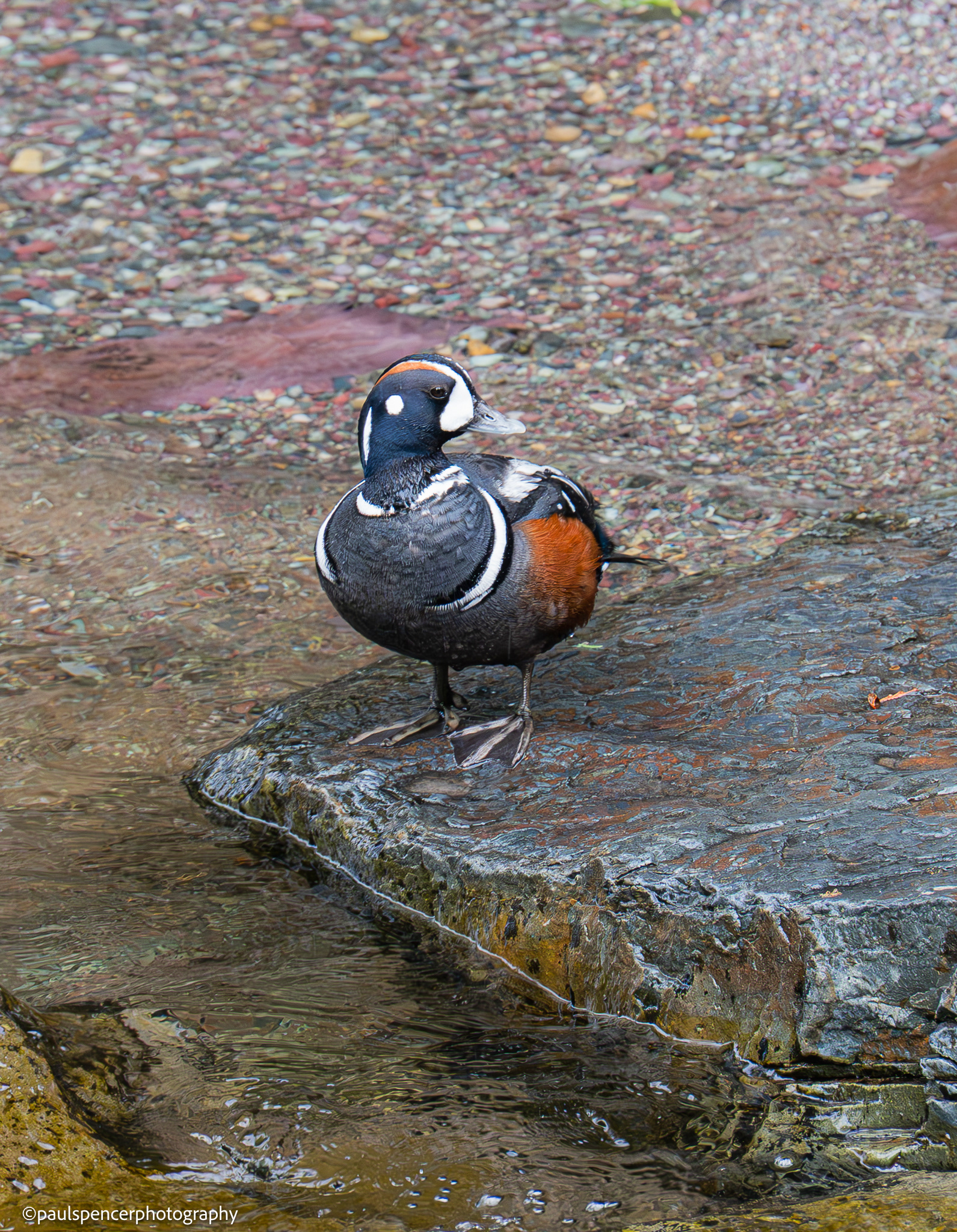 Harlequin Duck