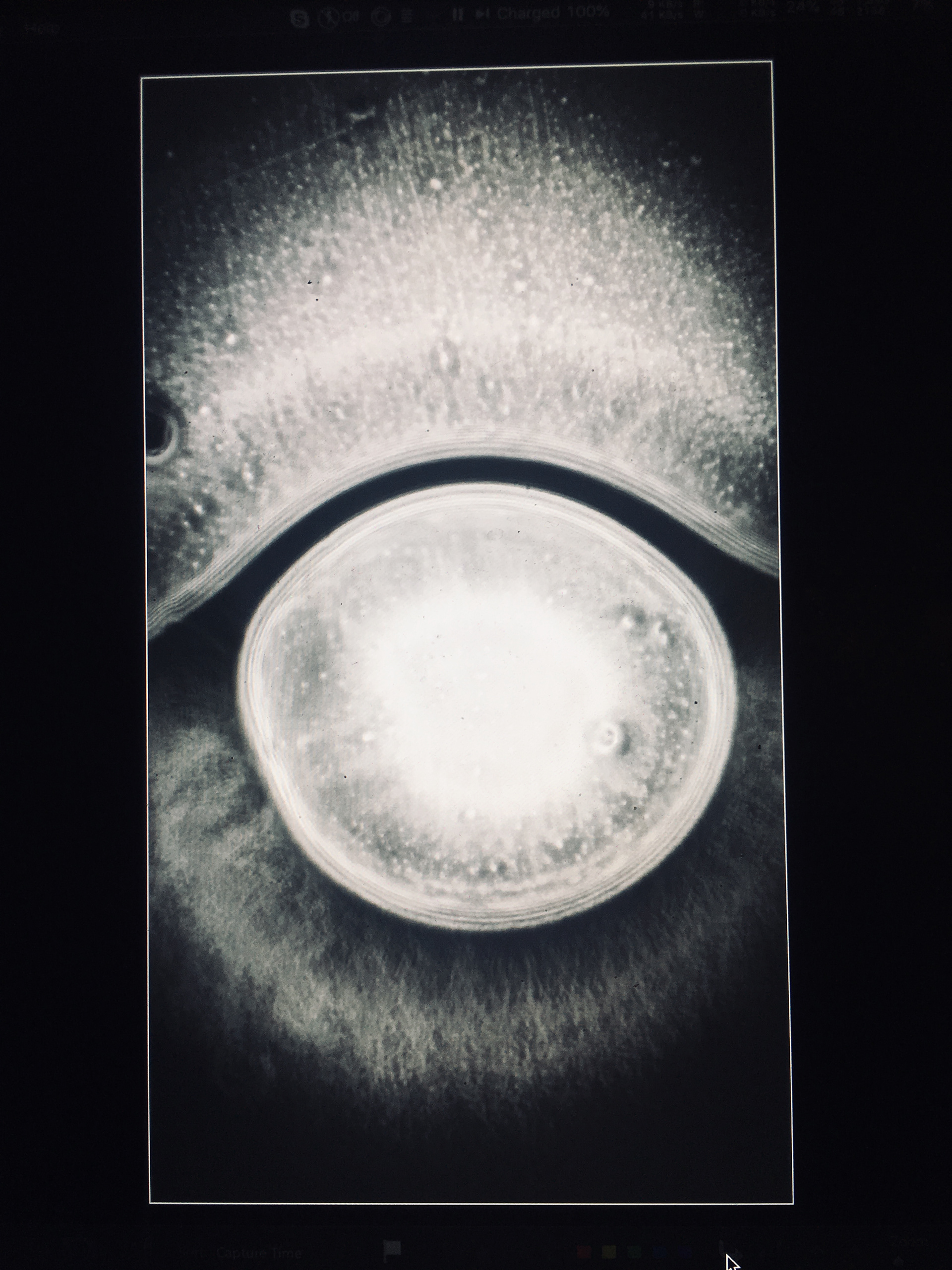 Microscope Photography for design 2021