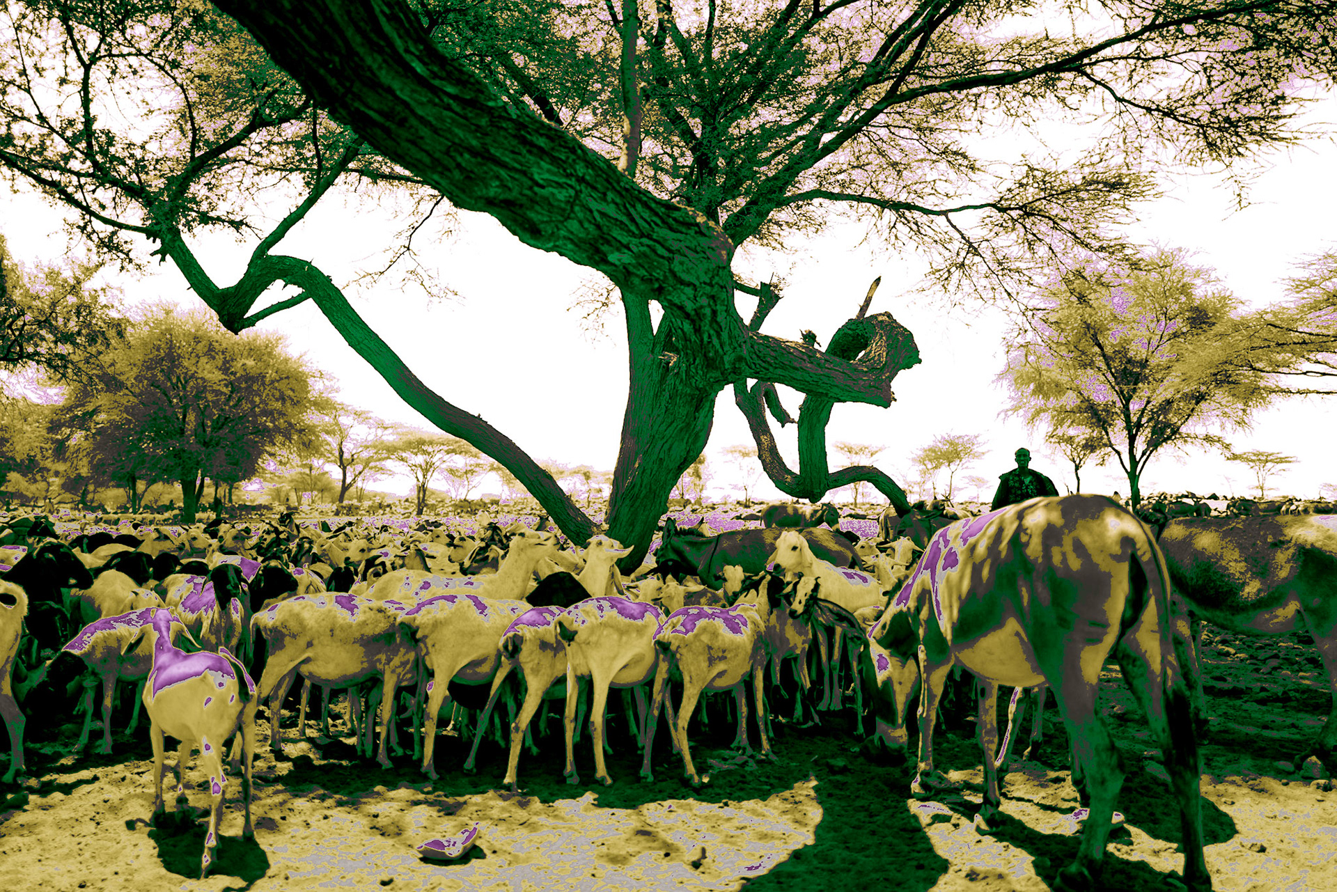 In the dried riverbed of Balesa, a Gabra man and his goats are taking shelter under an acacia tree. He has been traveling with his animals for days heading to Dukana in Marsabit County. Dukana is the only place in the region that has received little rain in recent months.