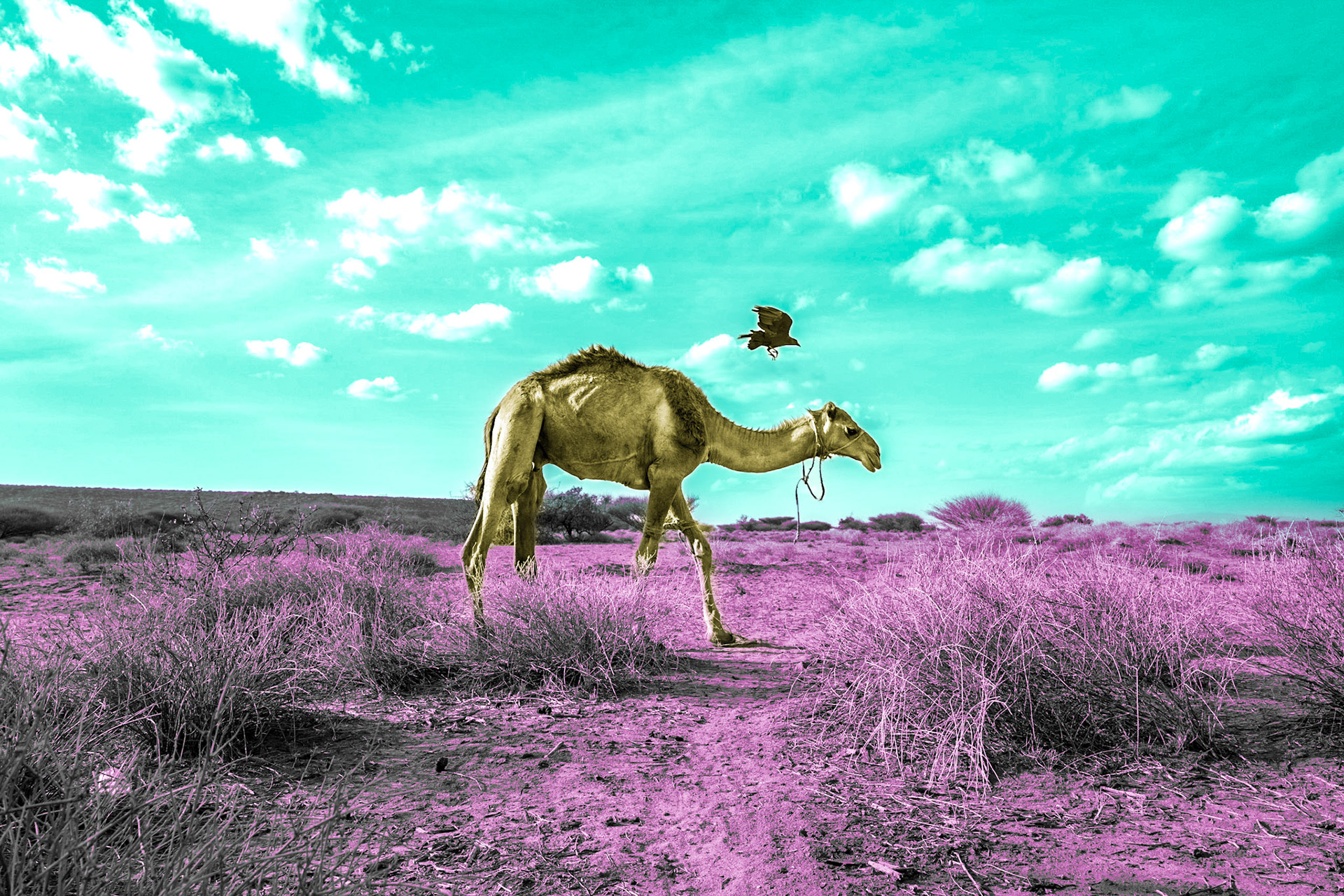 Near Loibor Seder, a camel is grazing after a long day walk. The journey and lack of food and water has caused the camel to significantly lose weight.