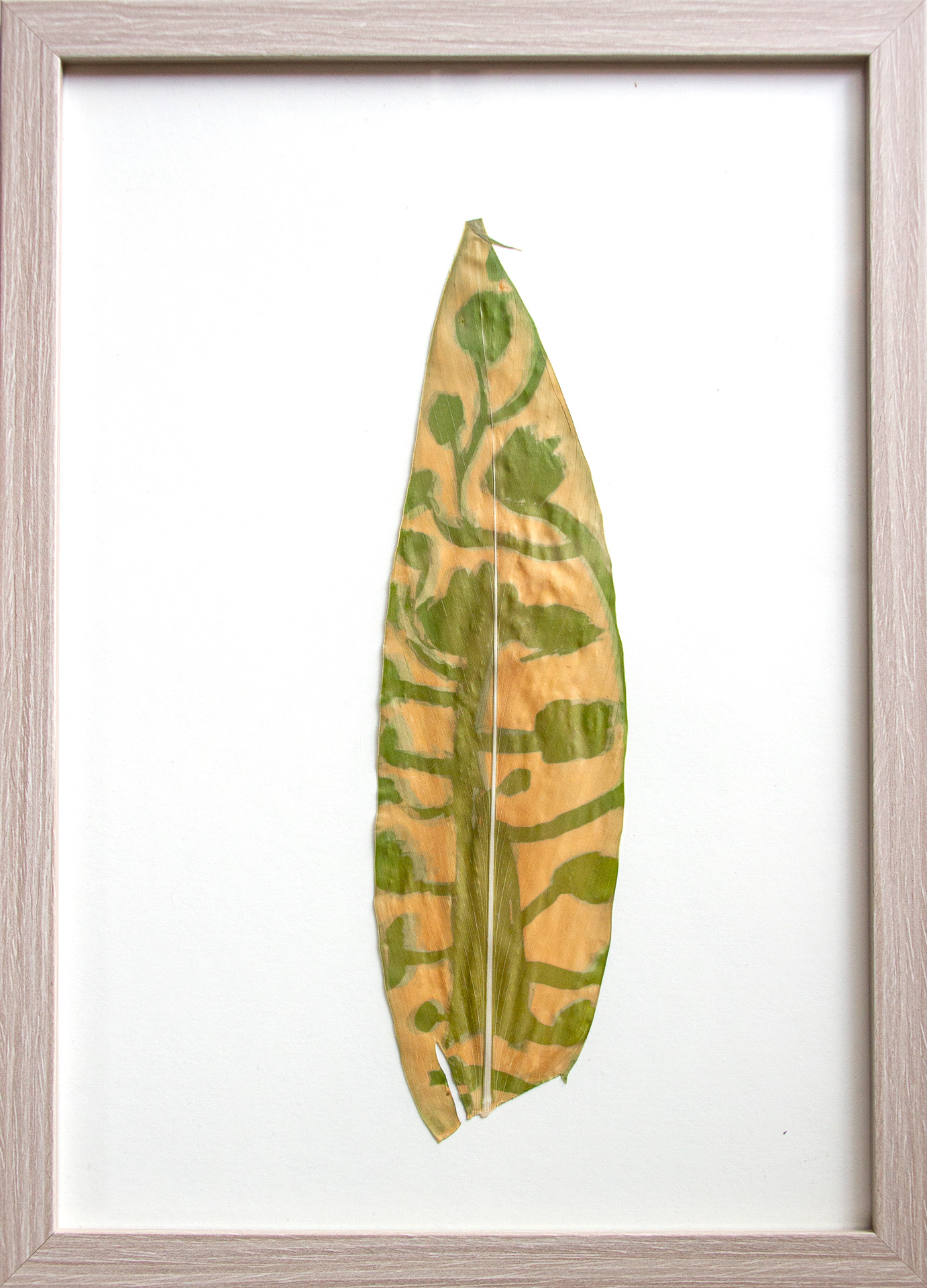 Dominick Enríquez | 8 años Título: La hoja que parece cacao Tomada en San Francisco de Cruz Loma Historia: Parece cacao verde y nunca vi un cacao verde. En la imagen está representado el ciclo de la planta porque hay cacaos verdes recién nacidos, rojos o maduros y oscuros que parecen dañados. El agua está dentro de la planta y ella está lejos de la cascada. Mashpi, 10 de octubre de 2023