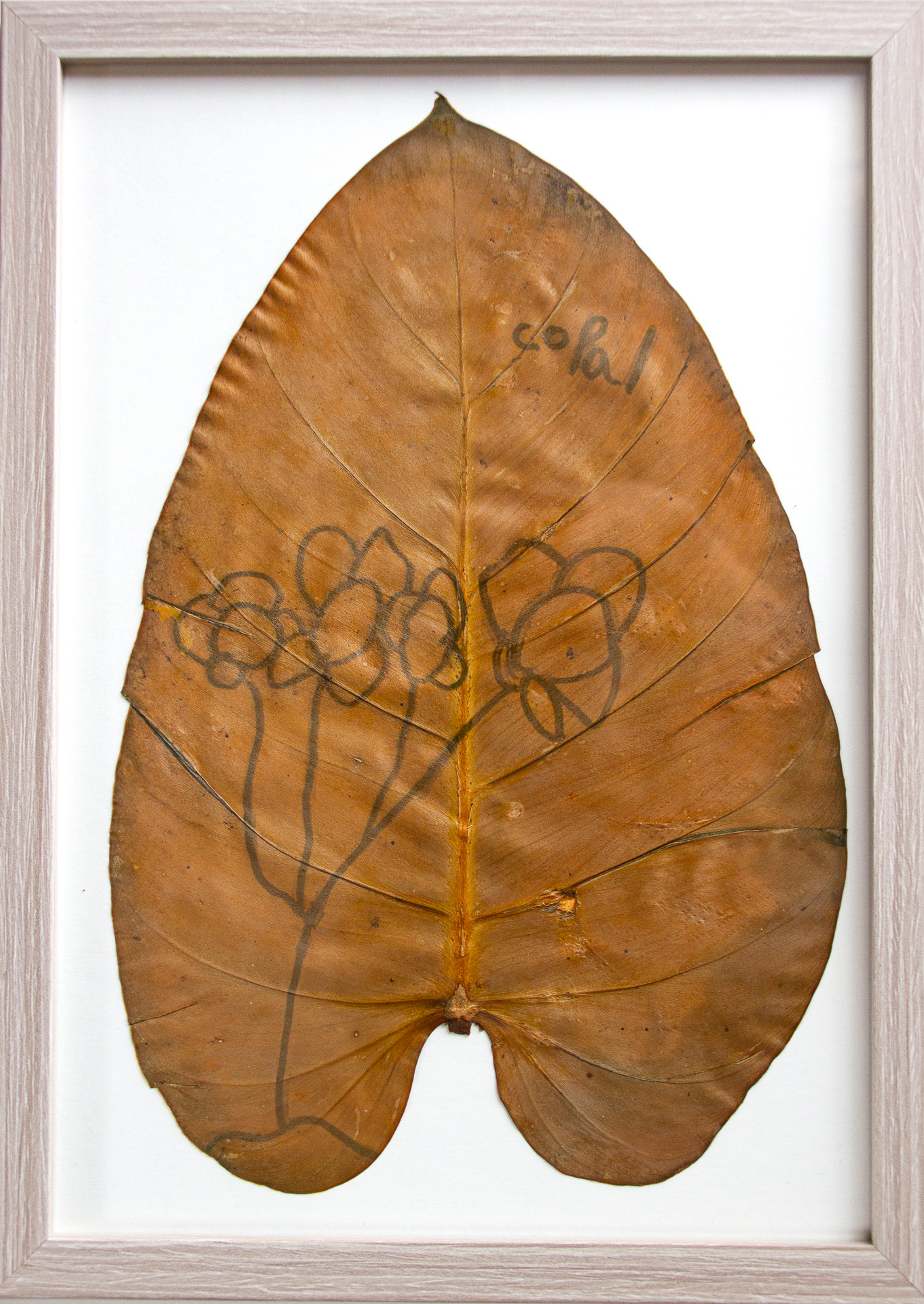 Copal Torres | 8 años Título: Las escamas del dragón Tomada en San Francisco de Cruz Loma Historia: Crecen en suelo de páramo que parece seco. La relación del agua con mi foto es que es una planta y es que tienen agua adentro. Mashpi, 10 de octubre de 2023