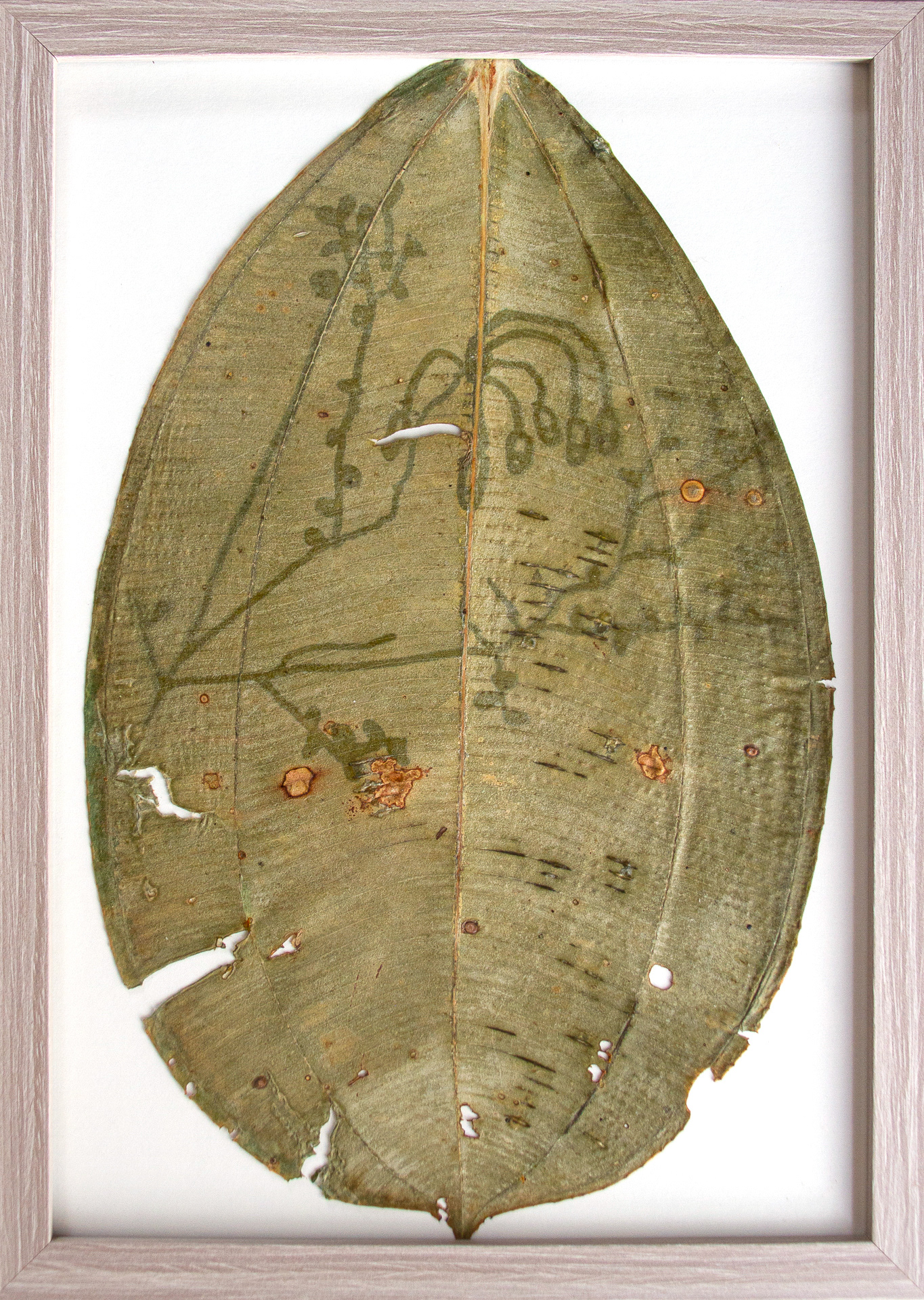 Saruy Torres | 10 años. Título: Bocas de la aldea Tomada en San Francisco de Cruz Loma Historia: La historia de las florialdeas. Había una vez una aldea en unas flores voladoras. Xinixpolo, era un animal que montaban los de la aldea. La planta tiene agua dentro del tallo y las raíces. Mashpi, 10 de octubre de 2023