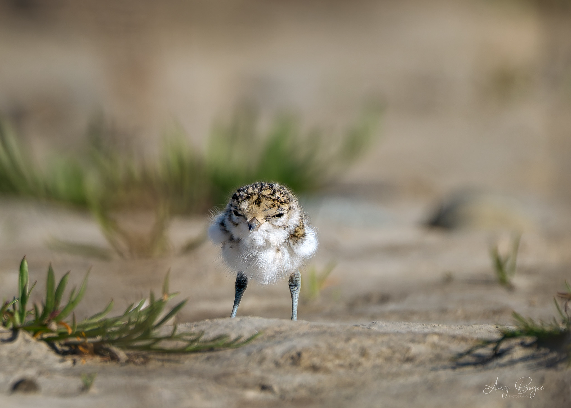 Baby Dotterel (#B8)
