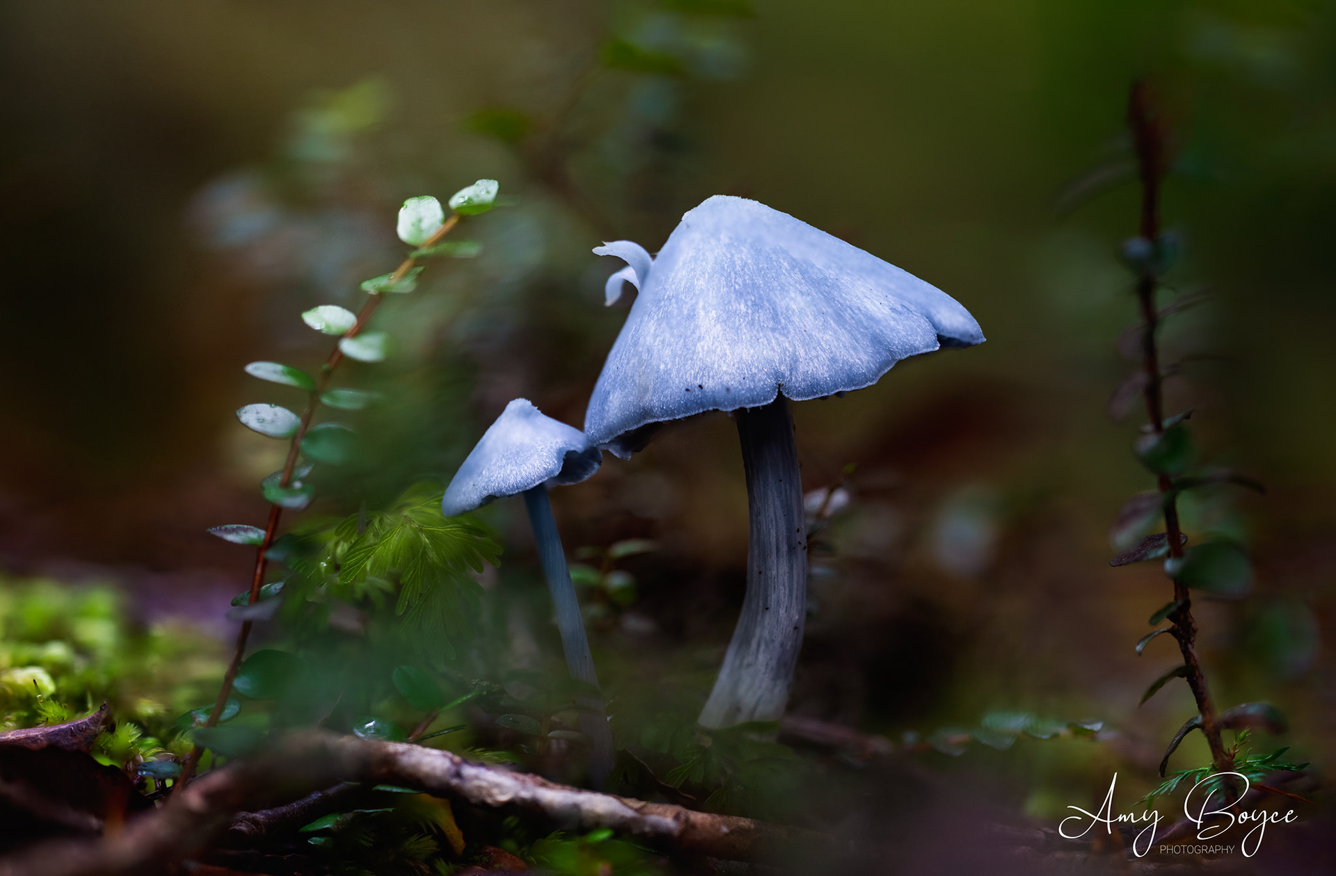 Blue Mushrooms - West Coast NZ (#M1)