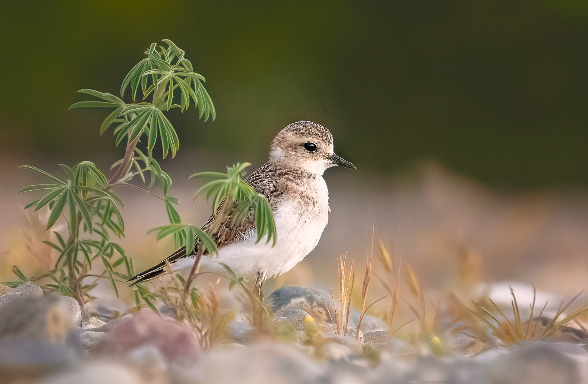 Banded Dotterel (#B61)