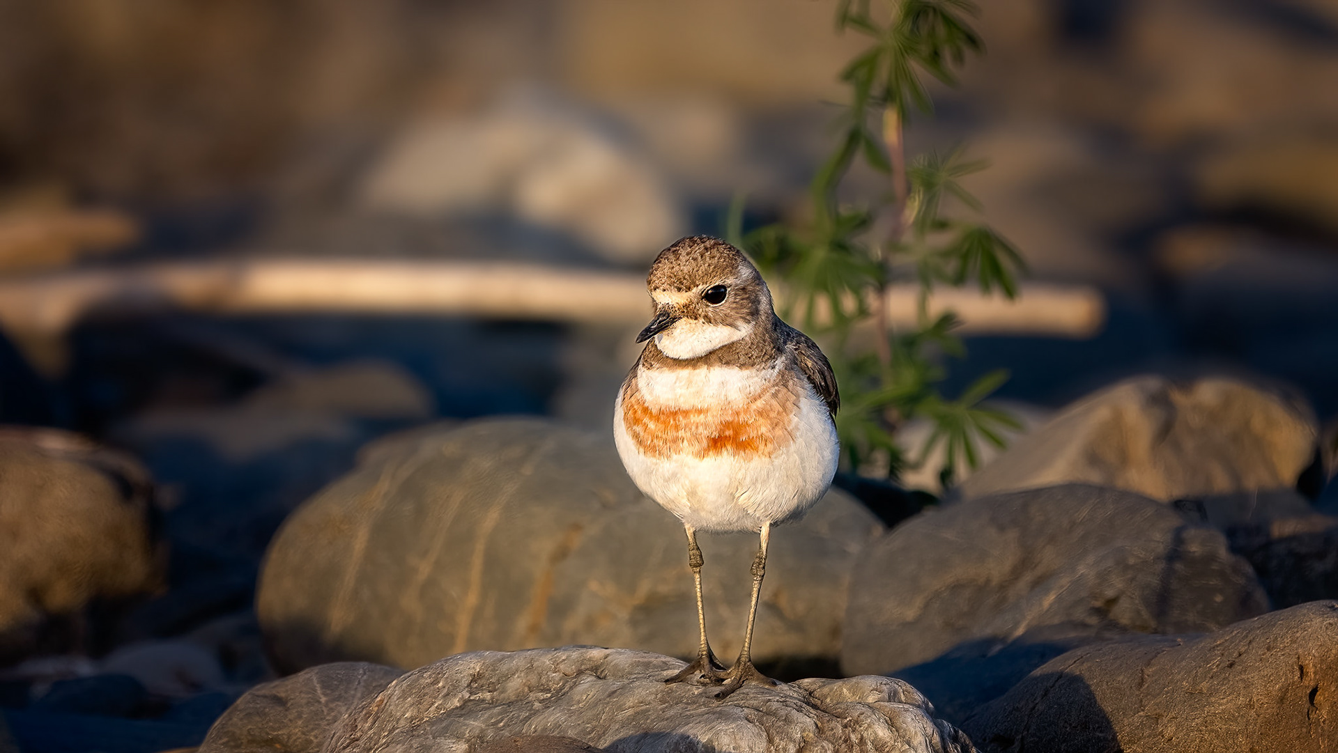 Banded Dotterel (#B62)