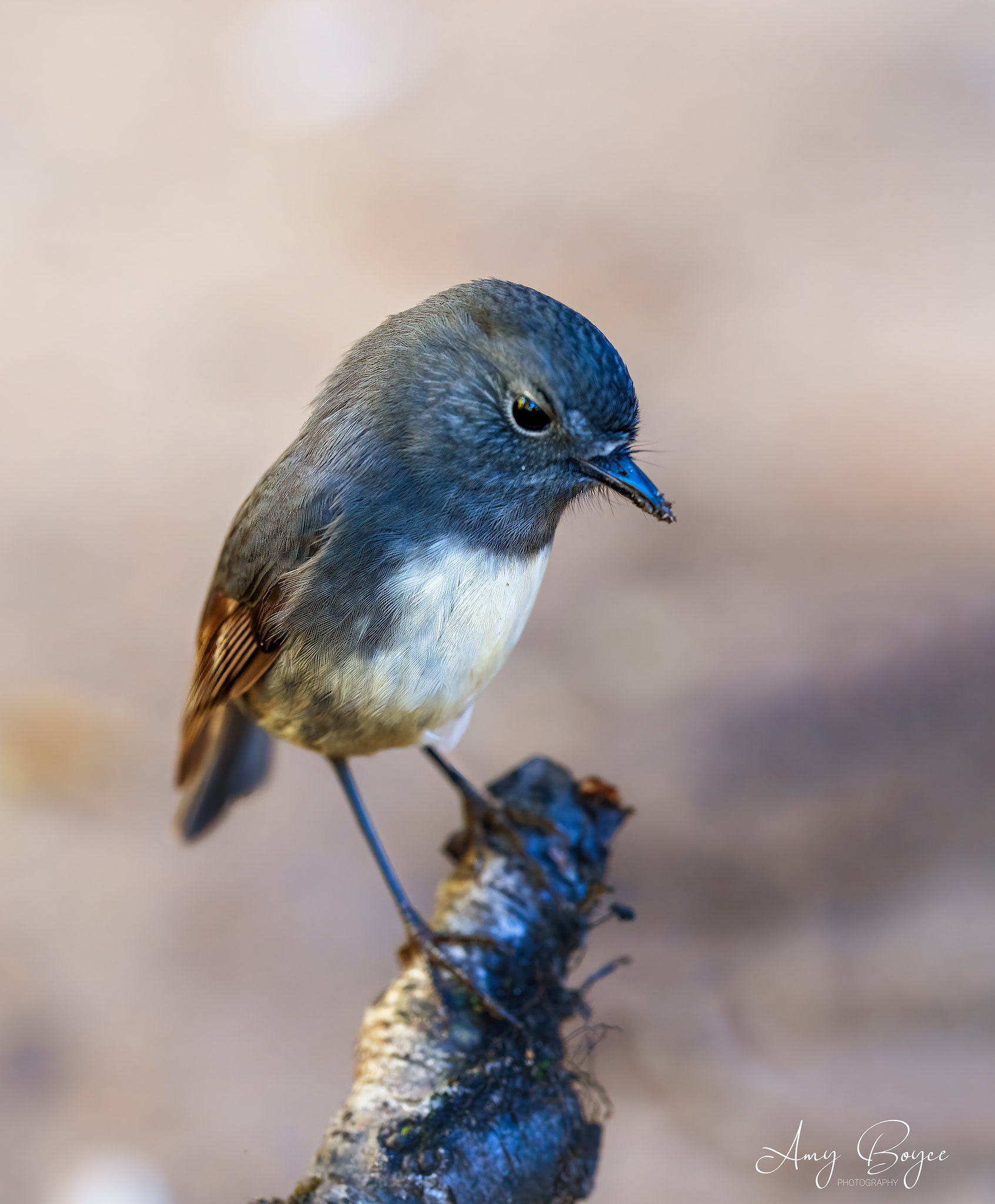 South Island Robin (#B18)